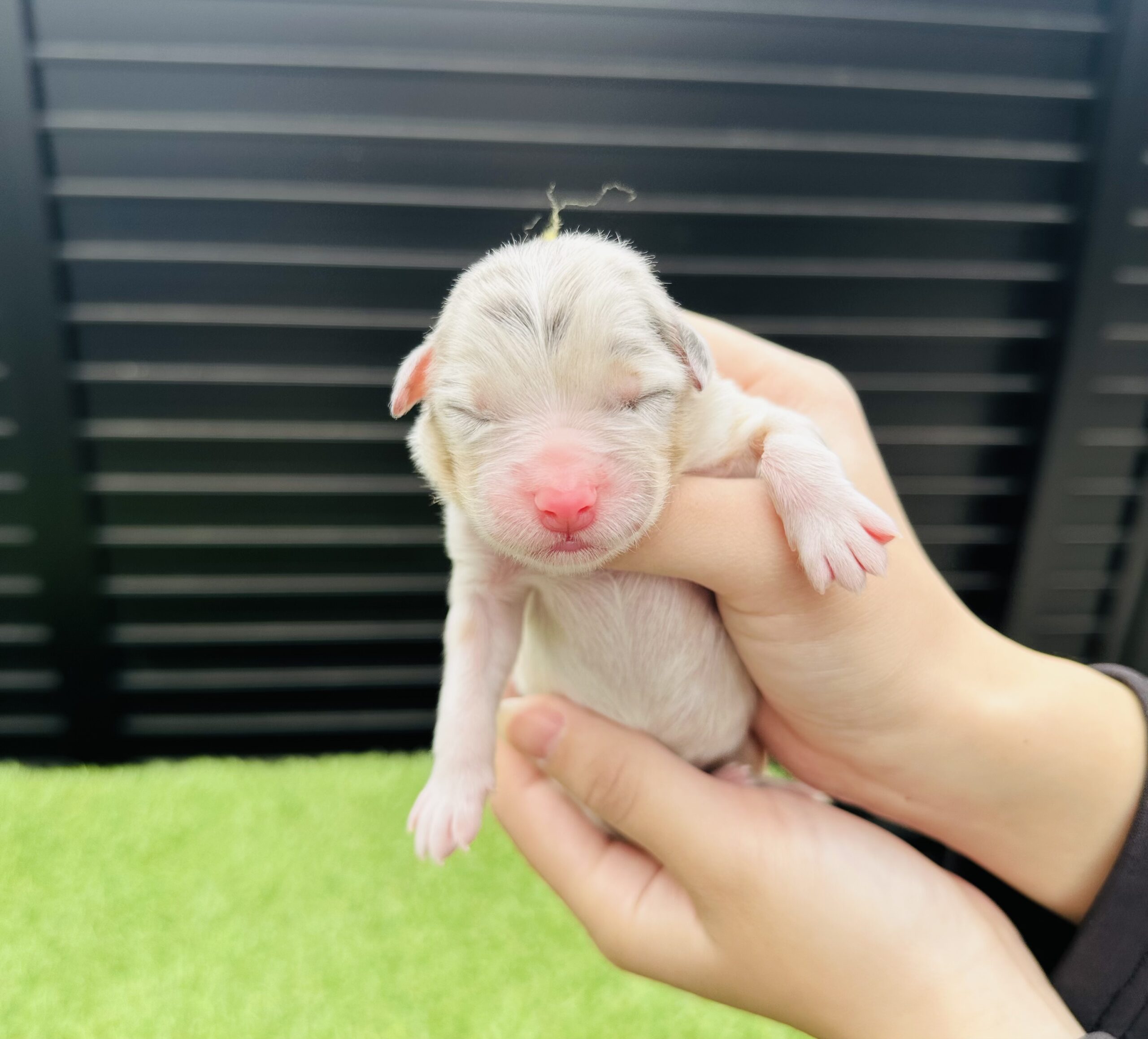 ⭐️SALE⭐バーバリー　ブローチ　犬　ドッグ　ダルメシアン　シルバートーン ブローチ 【b96】 BURBERRY 犬 ダルメシアン バーバリー ドッグ