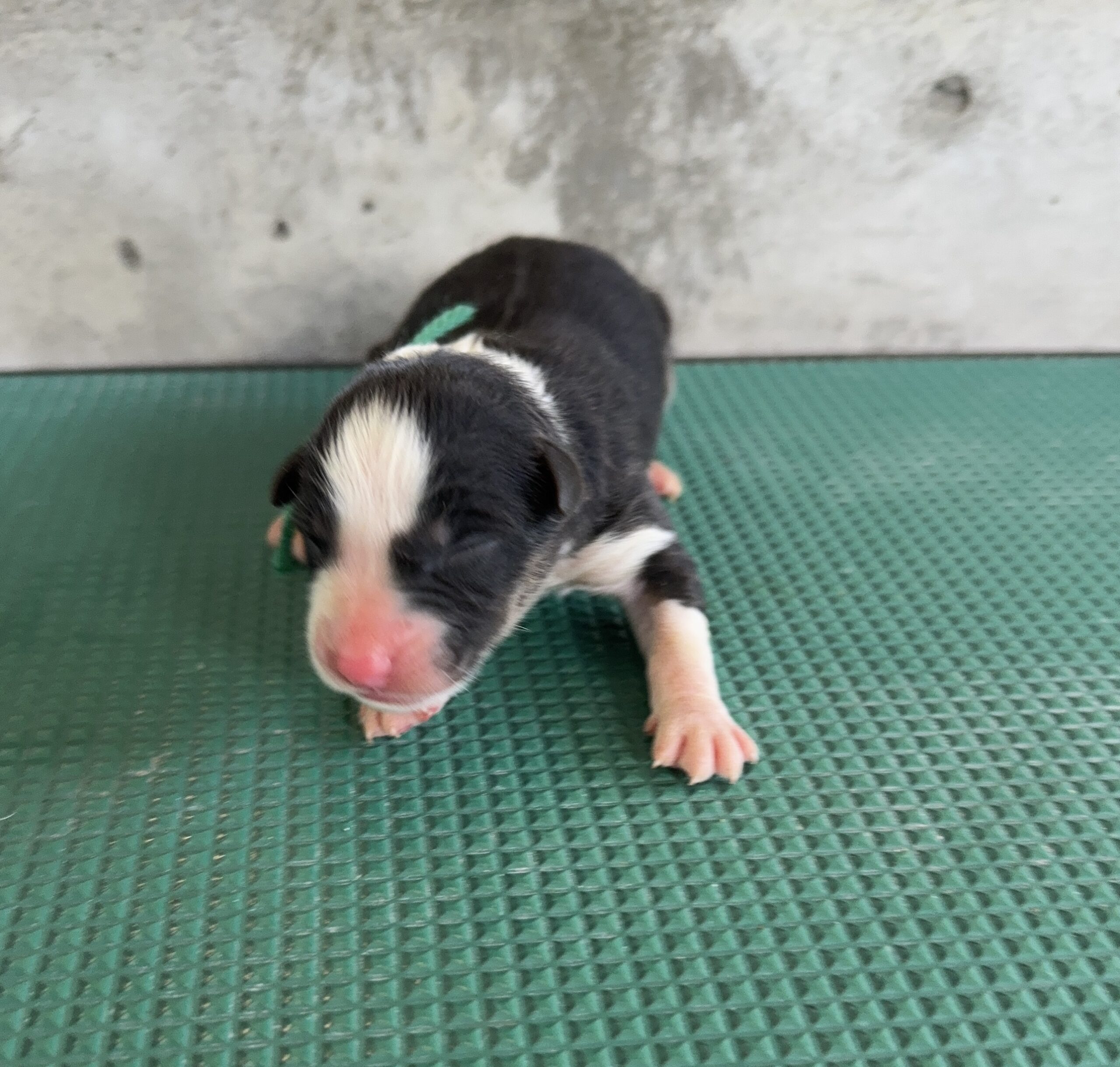 DOG COLLECTION（ドッグコレクション） | オーストラリアンシェパード