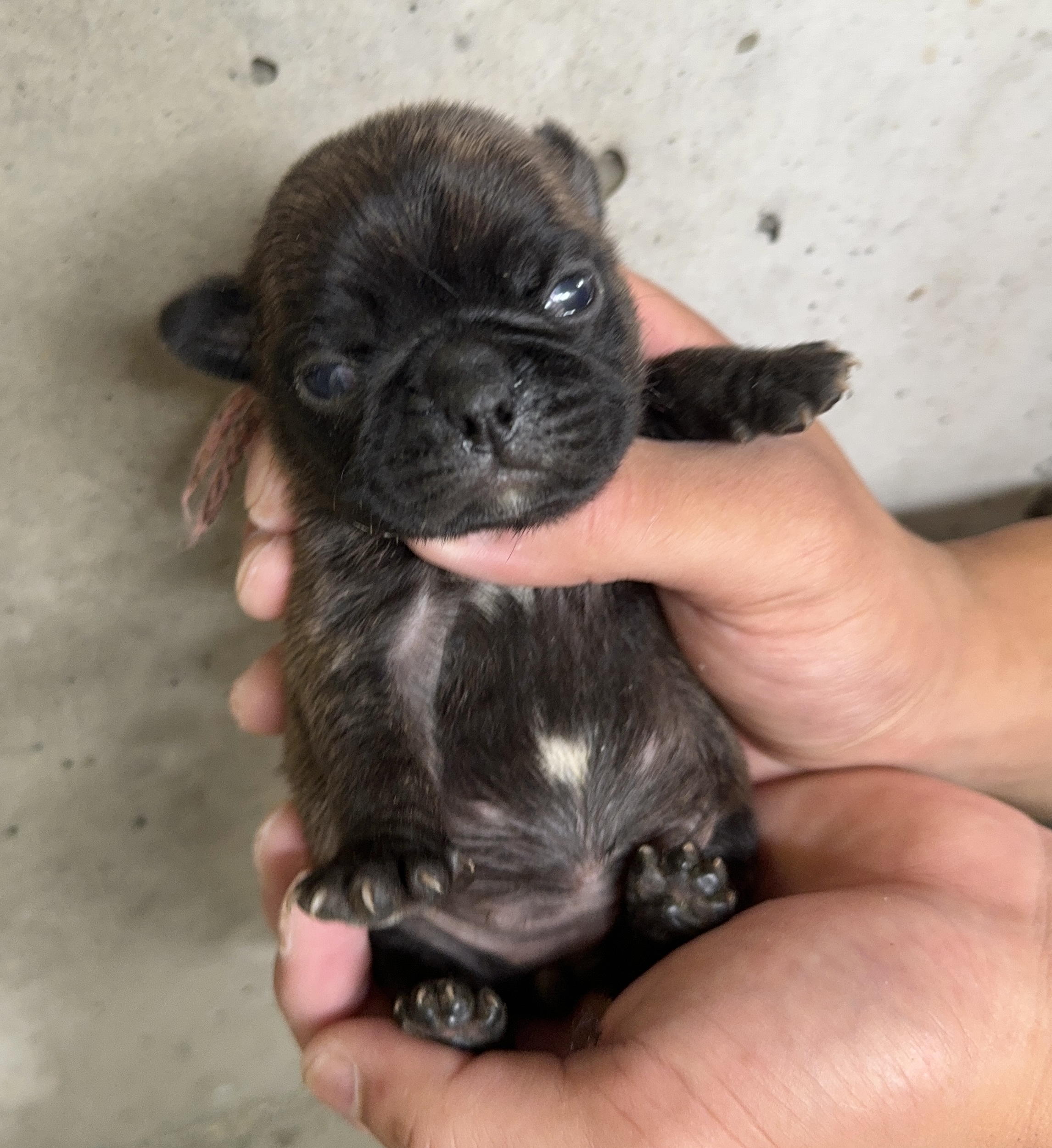 父犬 ボストンテリア 母犬 パグ パグトン ピンクリボン