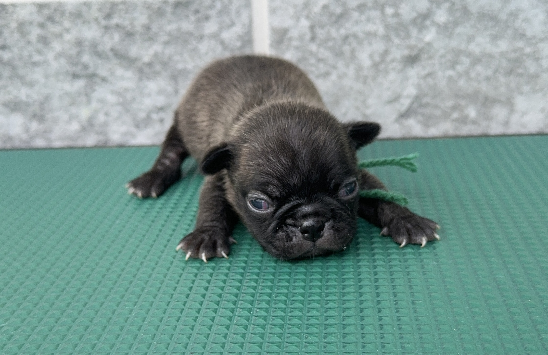 父犬 ボストンテリア 母犬 パグ(パグトン) 緑リボン