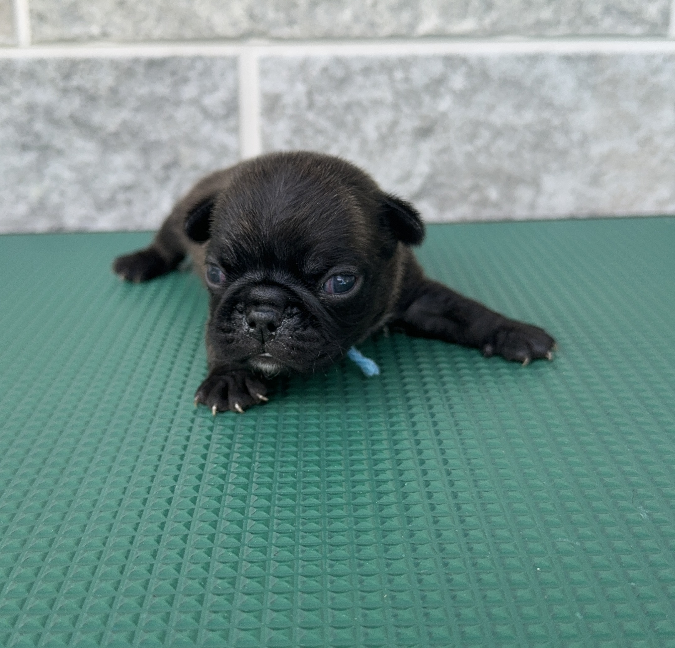 父犬 ボストンテリア 母犬 パグ (パグトン) ターコイズブルー