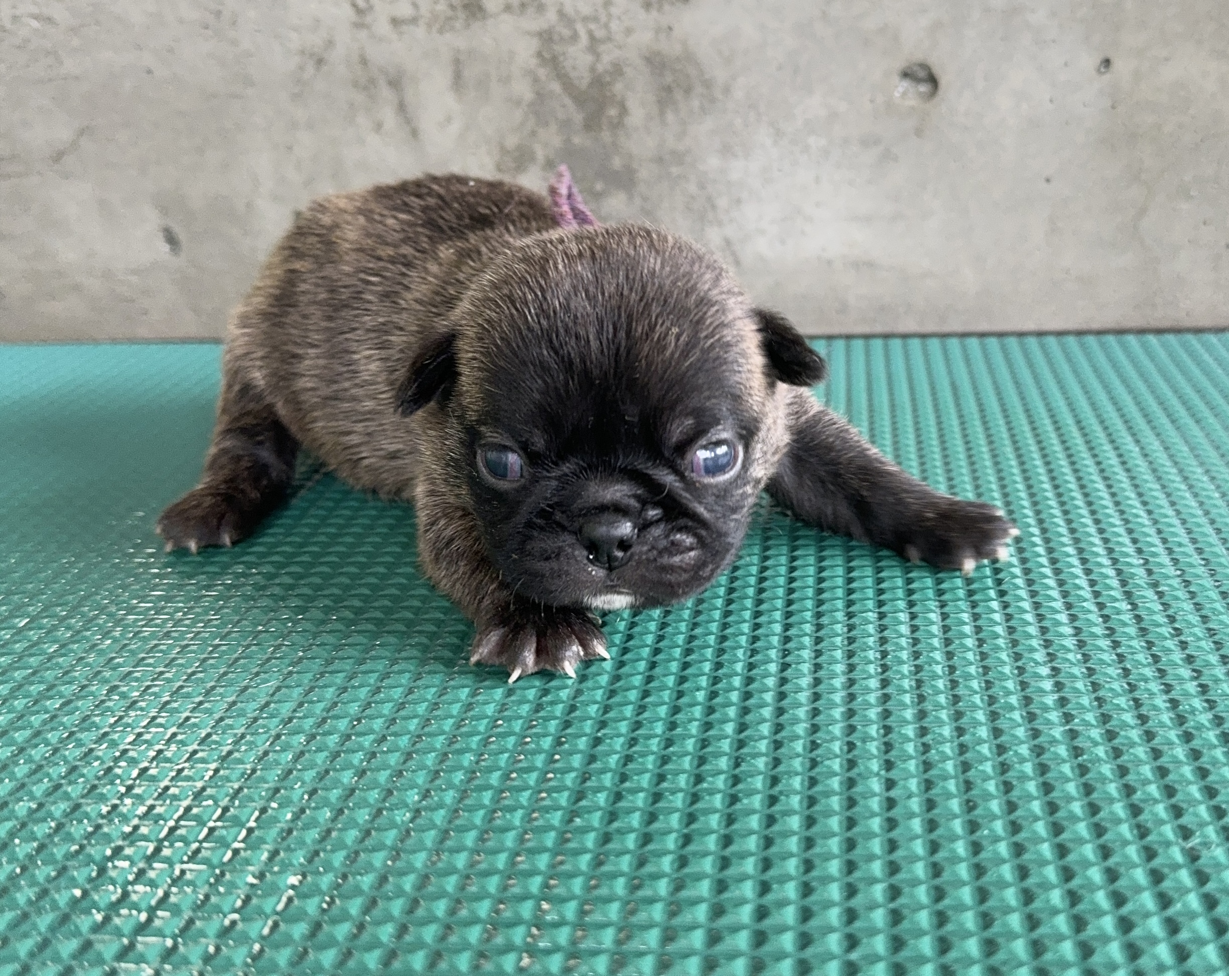 父犬 ボストンテリア 母犬パグ(パグトン) 紫リボン