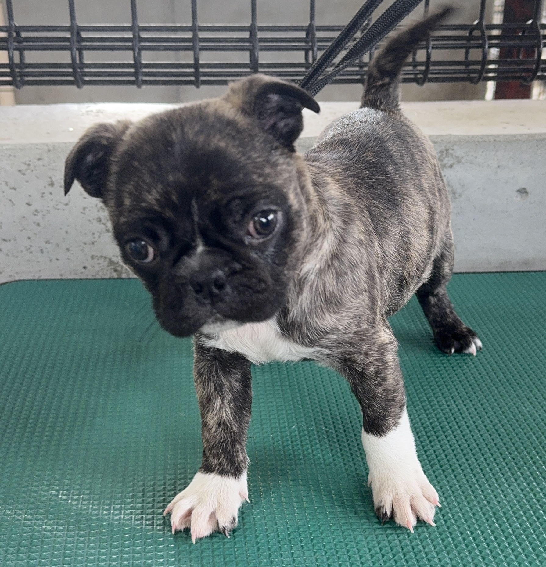 父犬 パグ 母犬 ボストンテリア 赤リボン メス