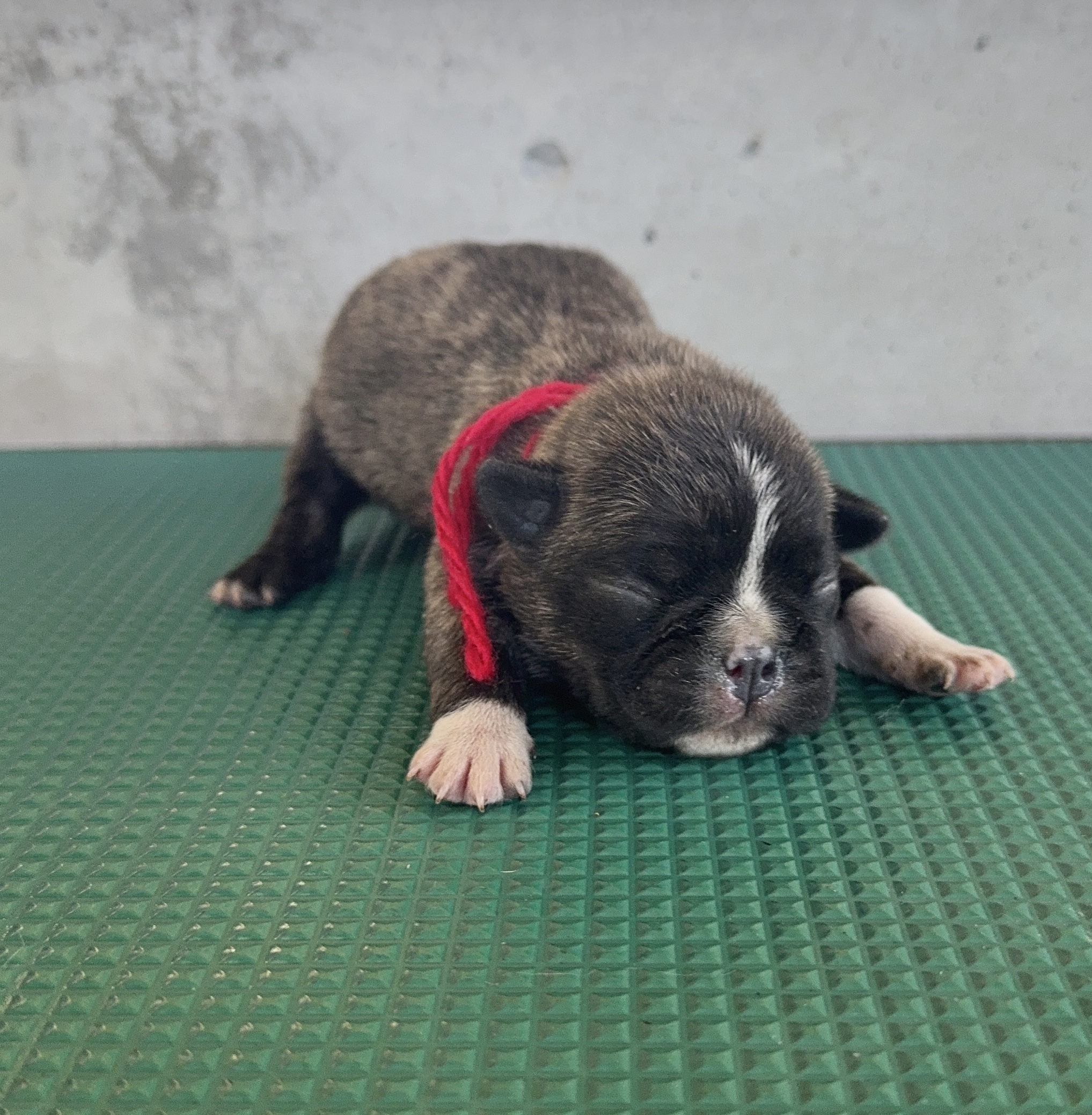 父犬 パグ 母犬 ボストンテリア 赤リボン メス