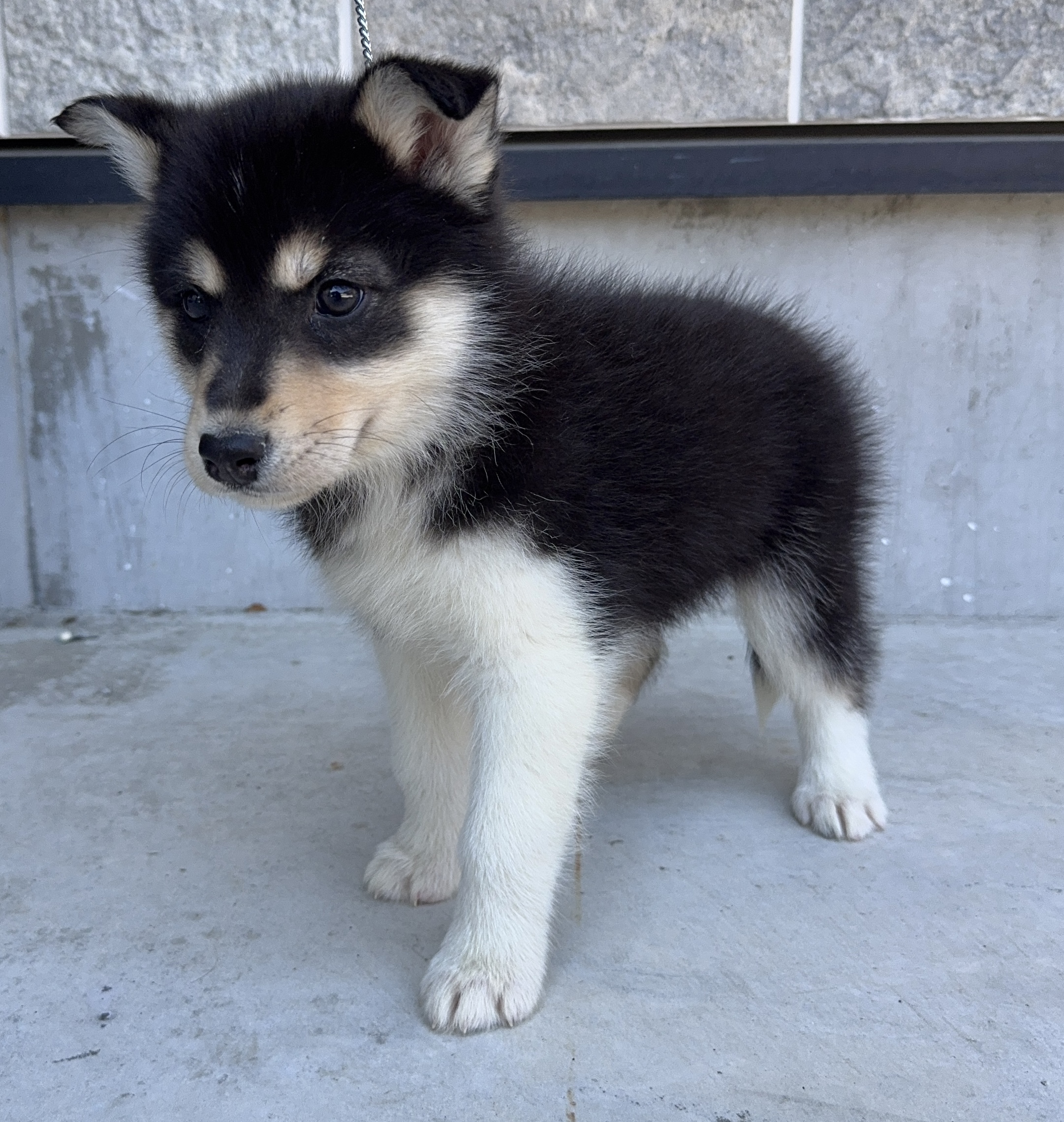 父犬 オーストラリアンシェパード 母犬 シベリアンハスキー (オゥスキー) ブラックタン&ホワイト メス
