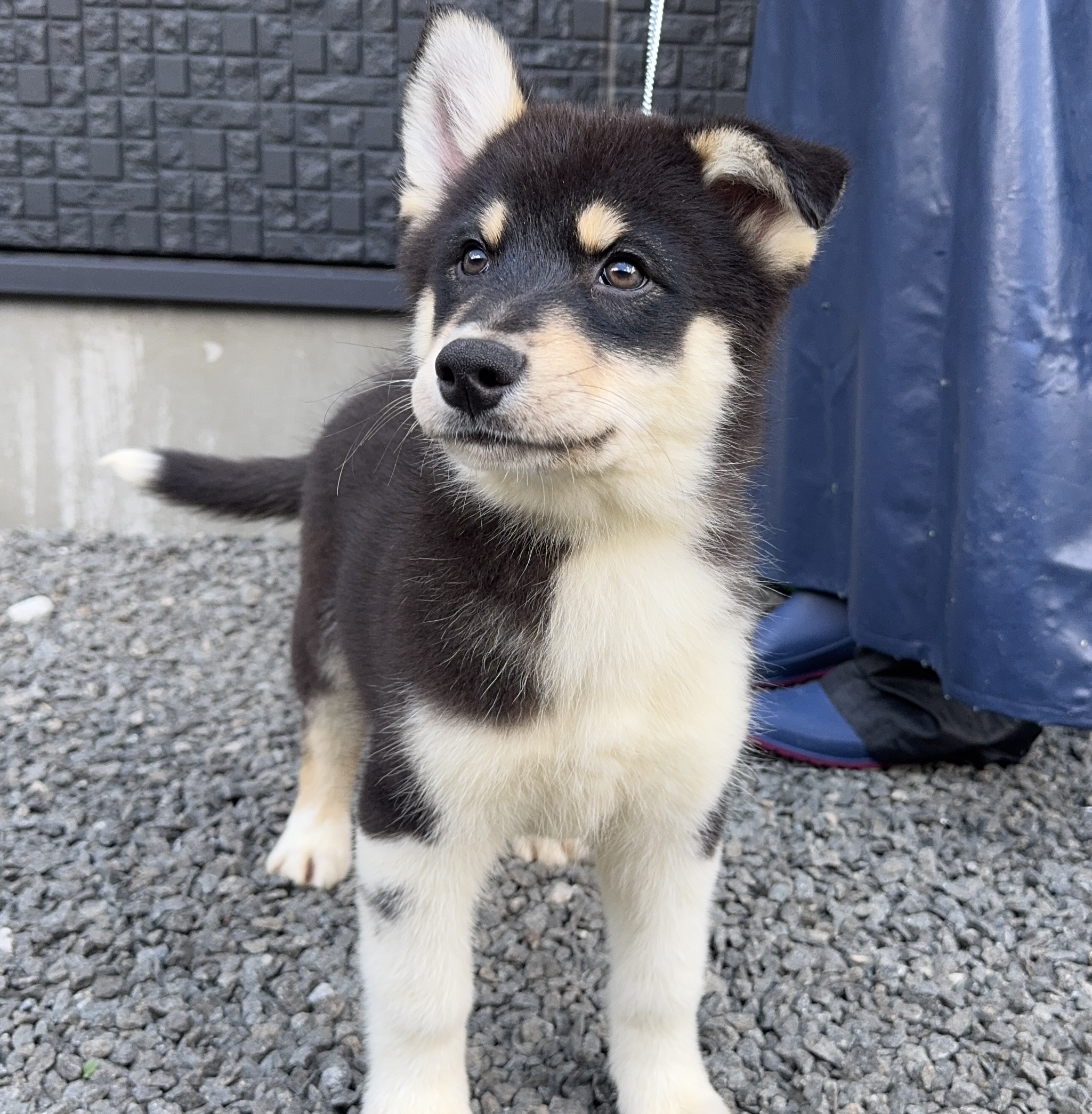 父犬 オーストラリアンシェパード 母犬 シベリアンハスキー(オゥスキー) ブラックタン＆ホワイト オス