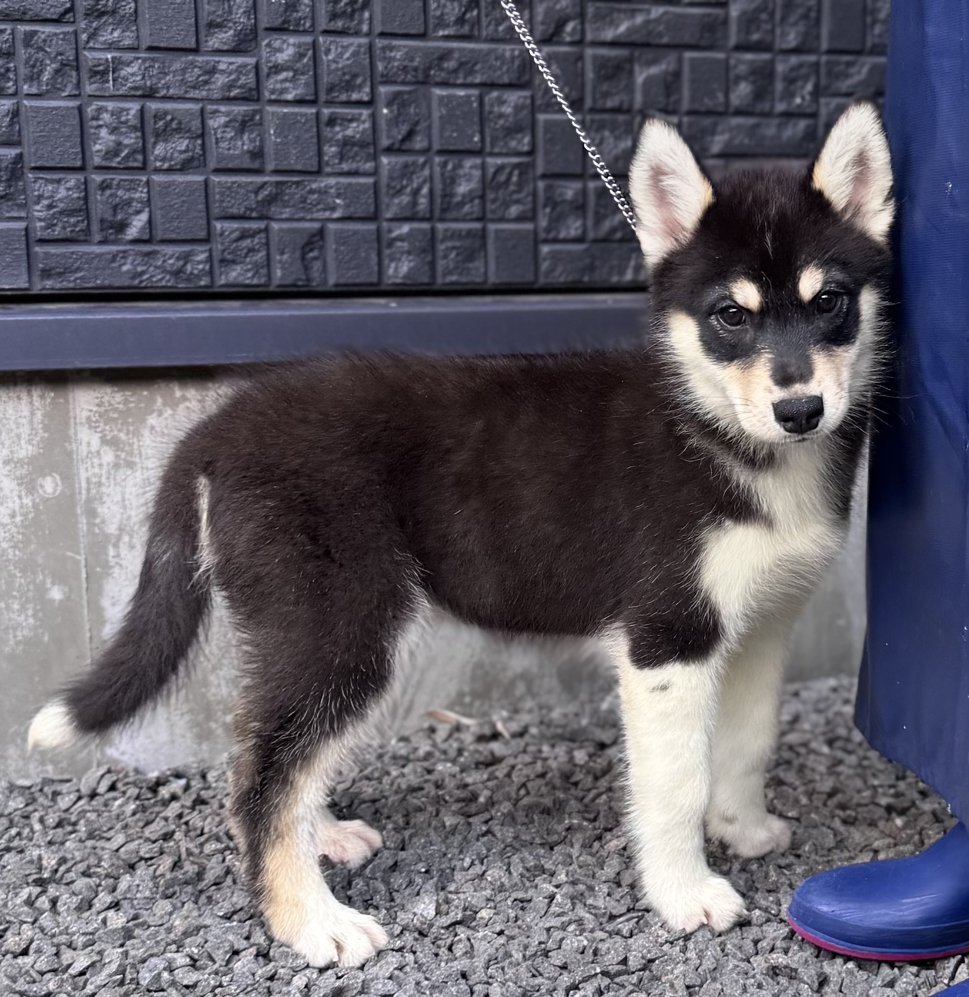 父犬 オーストラリアンシェパード 母犬 シベリアンハスキー (オゥスキー) ブラックタン&ホワイト メス