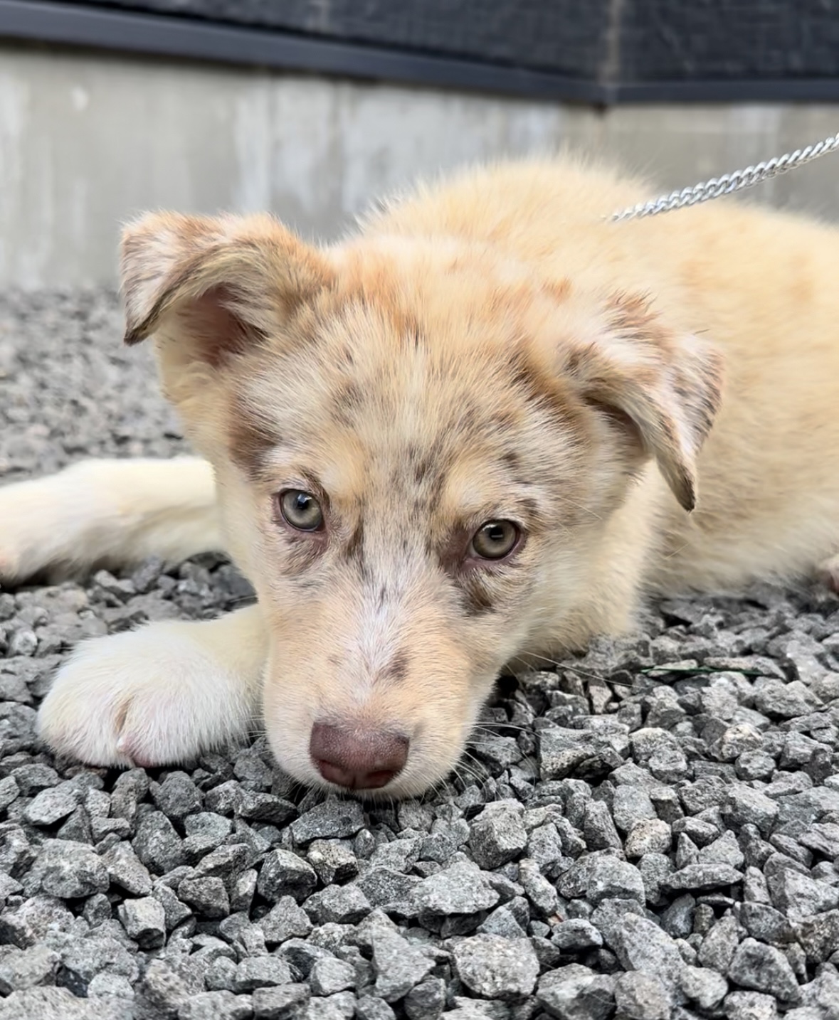 父犬 オーストラリアンシェパード 母犬 シベリアンハスキー (オゥスキー) レッドマール メス