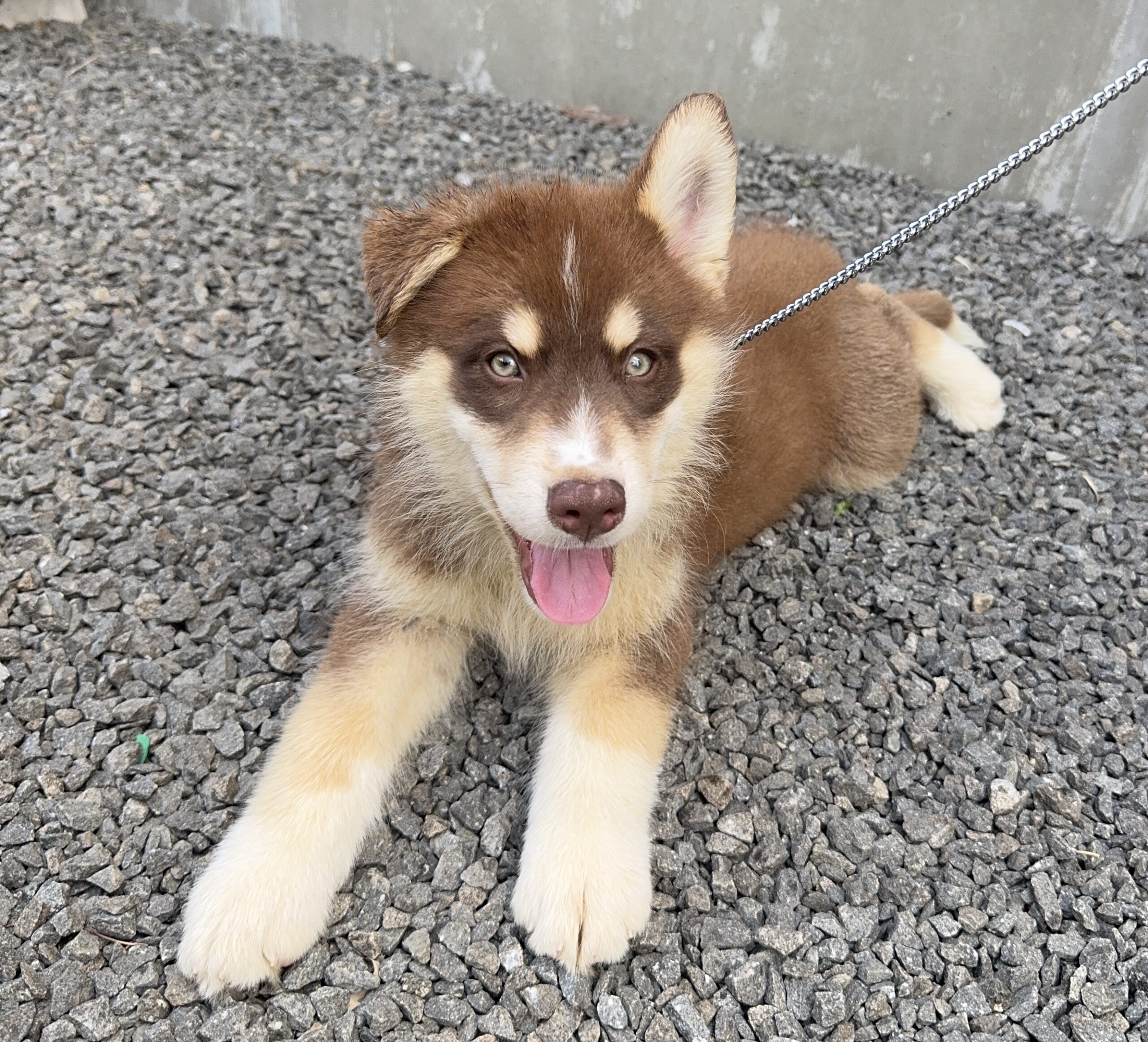 父犬 オーストラリアンシェパード 母犬 シベリアンハスキー (オゥスキー) チョコレートタン&ホワイト オス