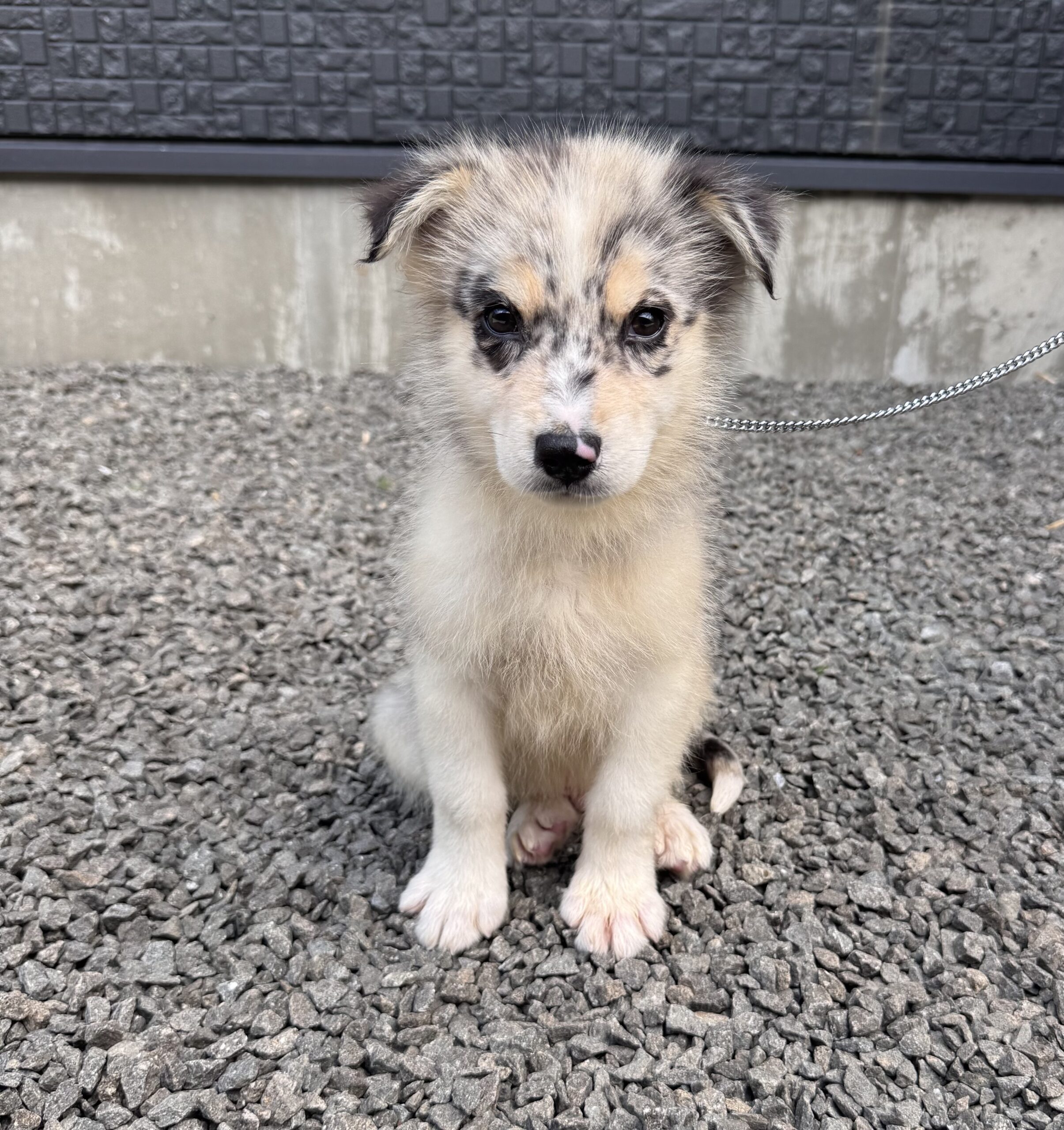 父犬 オーストラリアンシェパード母犬 シベリアンハスキー(オゥスキー) ブルーマール オス