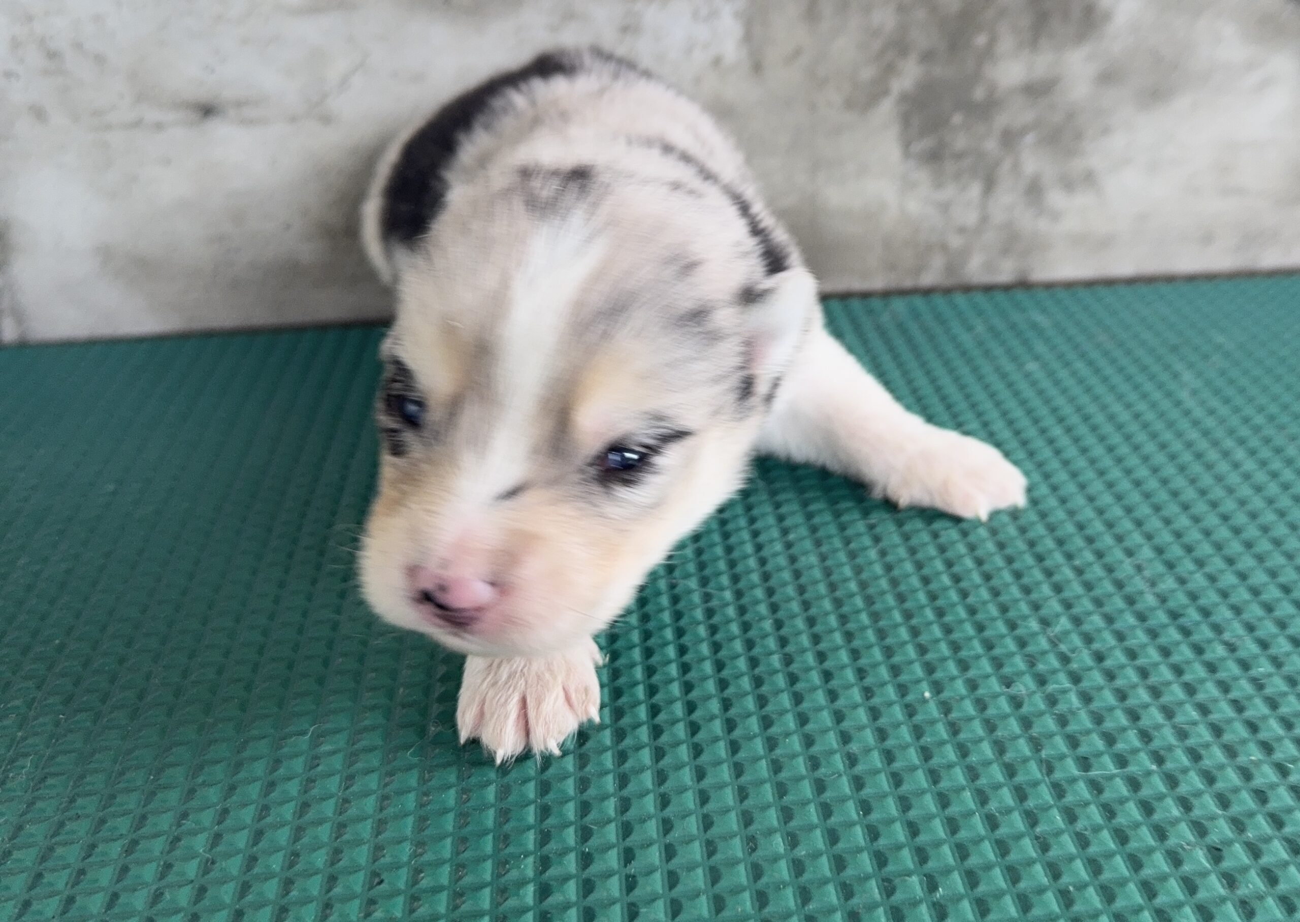 父犬 オーストラリアンシェパード母犬 シベリアンハスキー(オゥスキー) ブルーマール オス