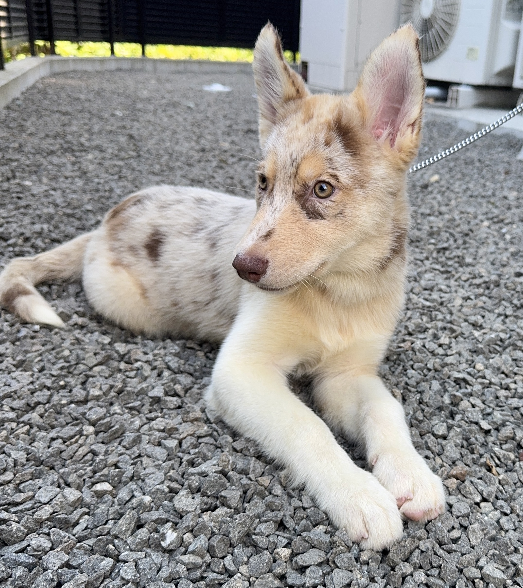 父犬 オーストラリアンシェパード 母犬 シベリアンハスキー (オゥスキー) レッドマール メス