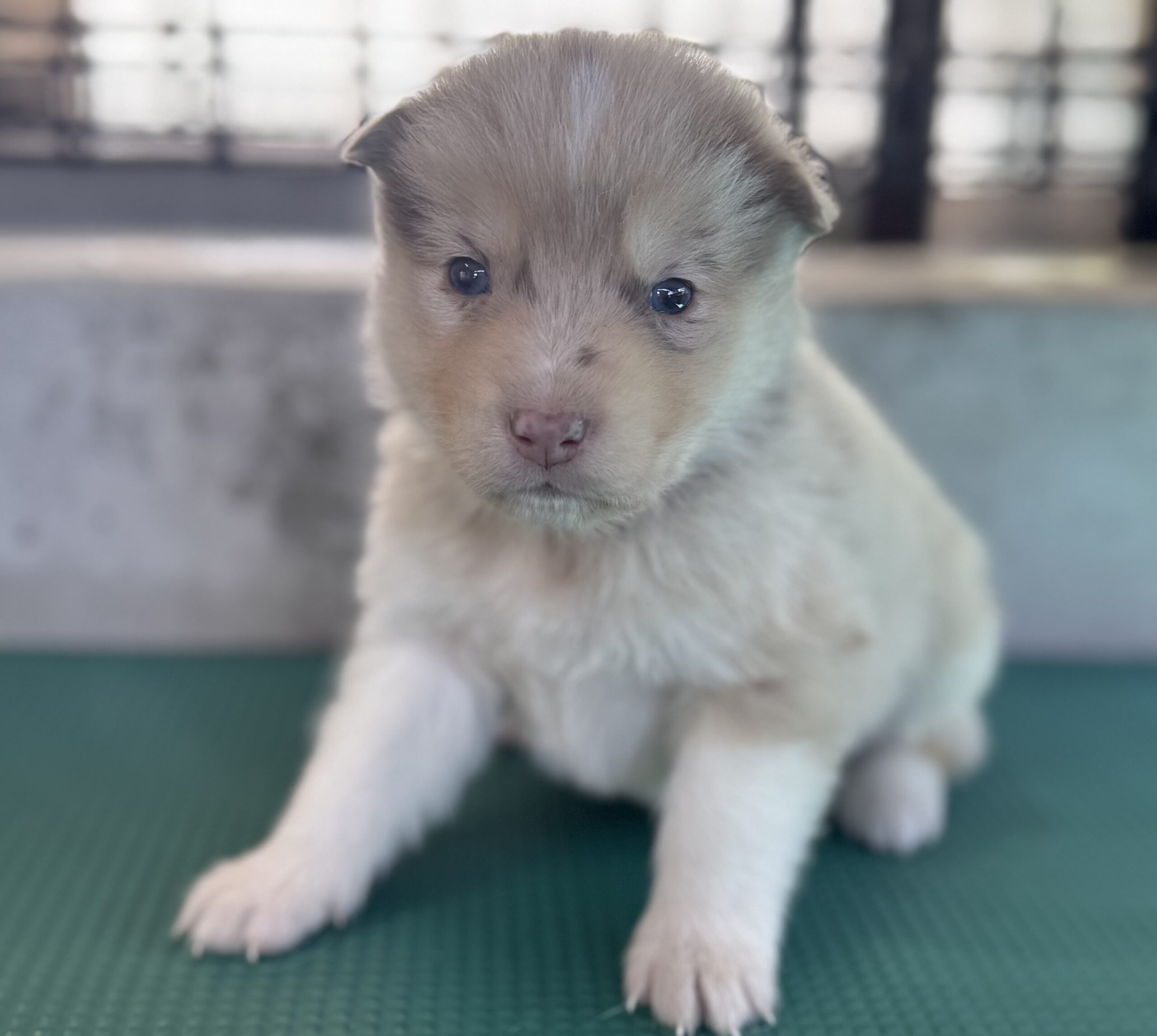 父犬 オーストラリアンシェパード 母犬 シベリアンハスキー (オゥスキー) レッドマール メス
