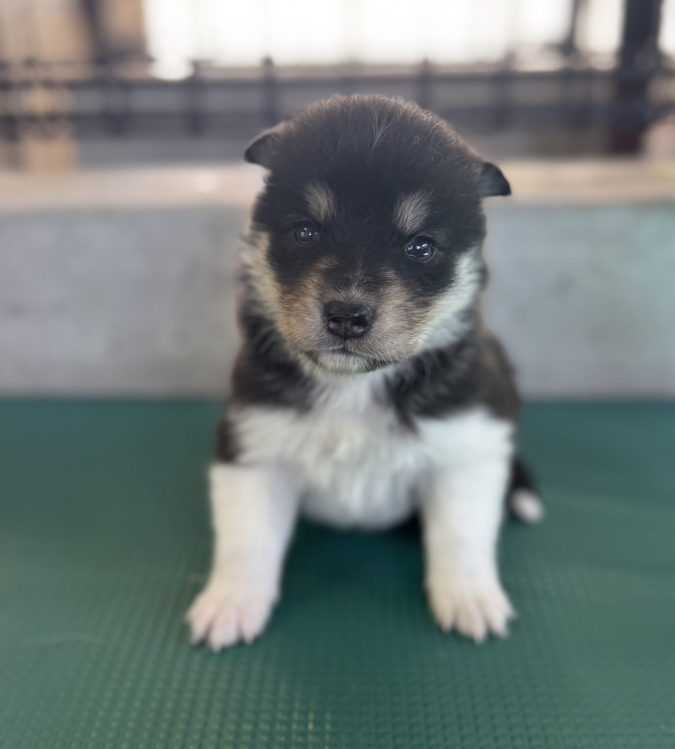 父犬 オーストラリアンシェパード 母犬 シベリアンハスキー (オゥスキー) ブラックタン&ホワイト メス