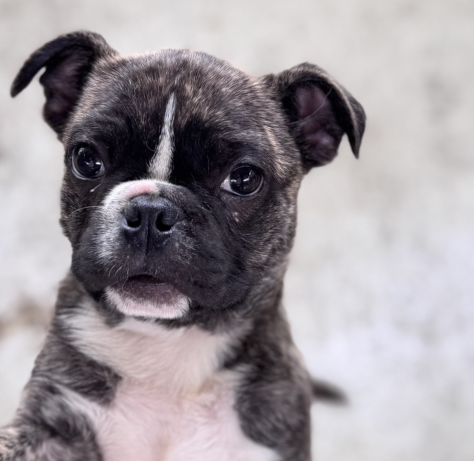父犬 パグ 母犬 ボストンテリア 紫リボン オス