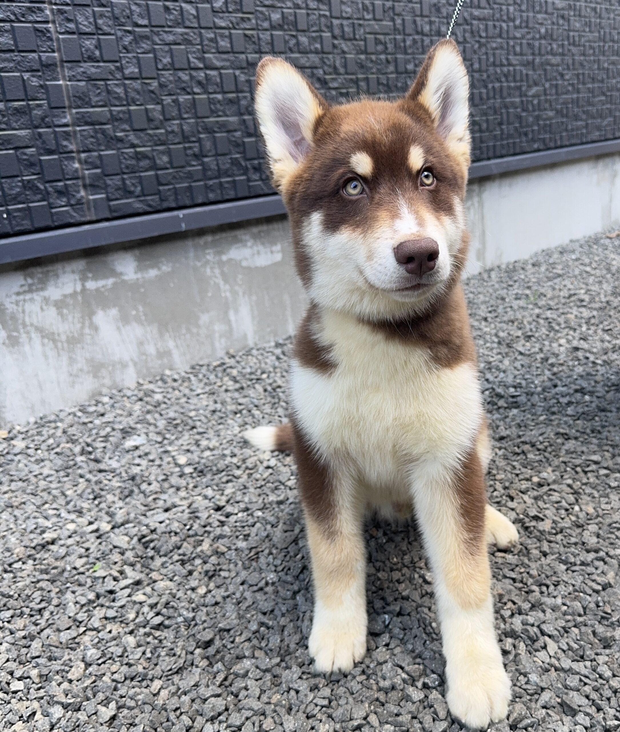 父犬 オーストラリアンシェパード 母犬 シベリアンハスキー (オゥスキー) チョコレートタン&ホワイト オス