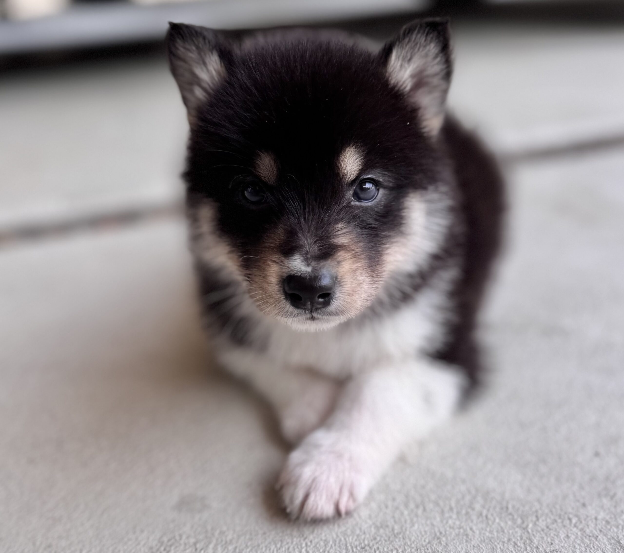 父犬 オーストラリアンシェパード 母犬 シベリアンハスキー(オゥスキー) ブラックタン＆ホワイト オス