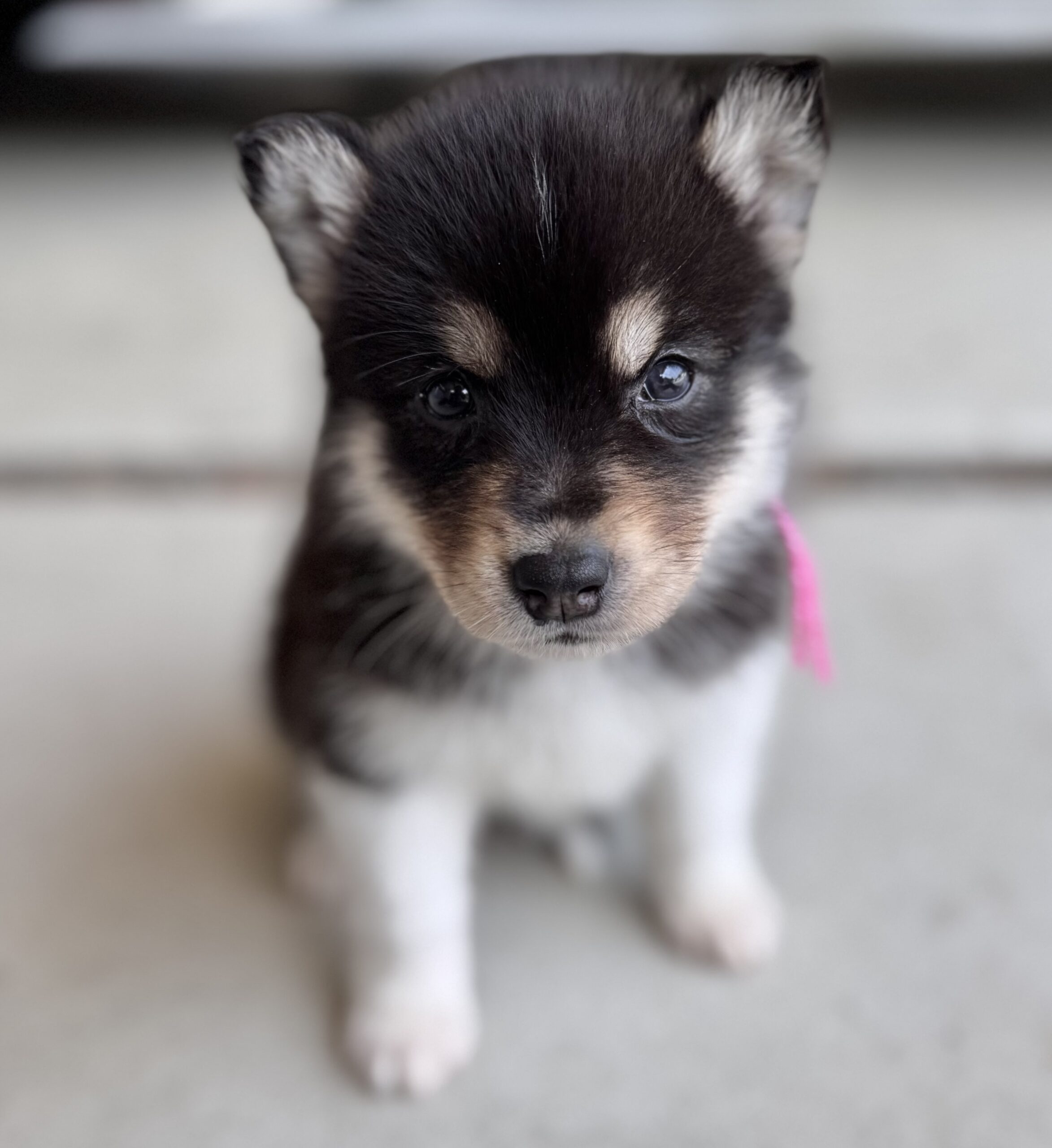 父犬 オーストラリアンシェパード 母犬 シベリアンハスキー (オゥスキー) ブラックタン&ホワイト メス