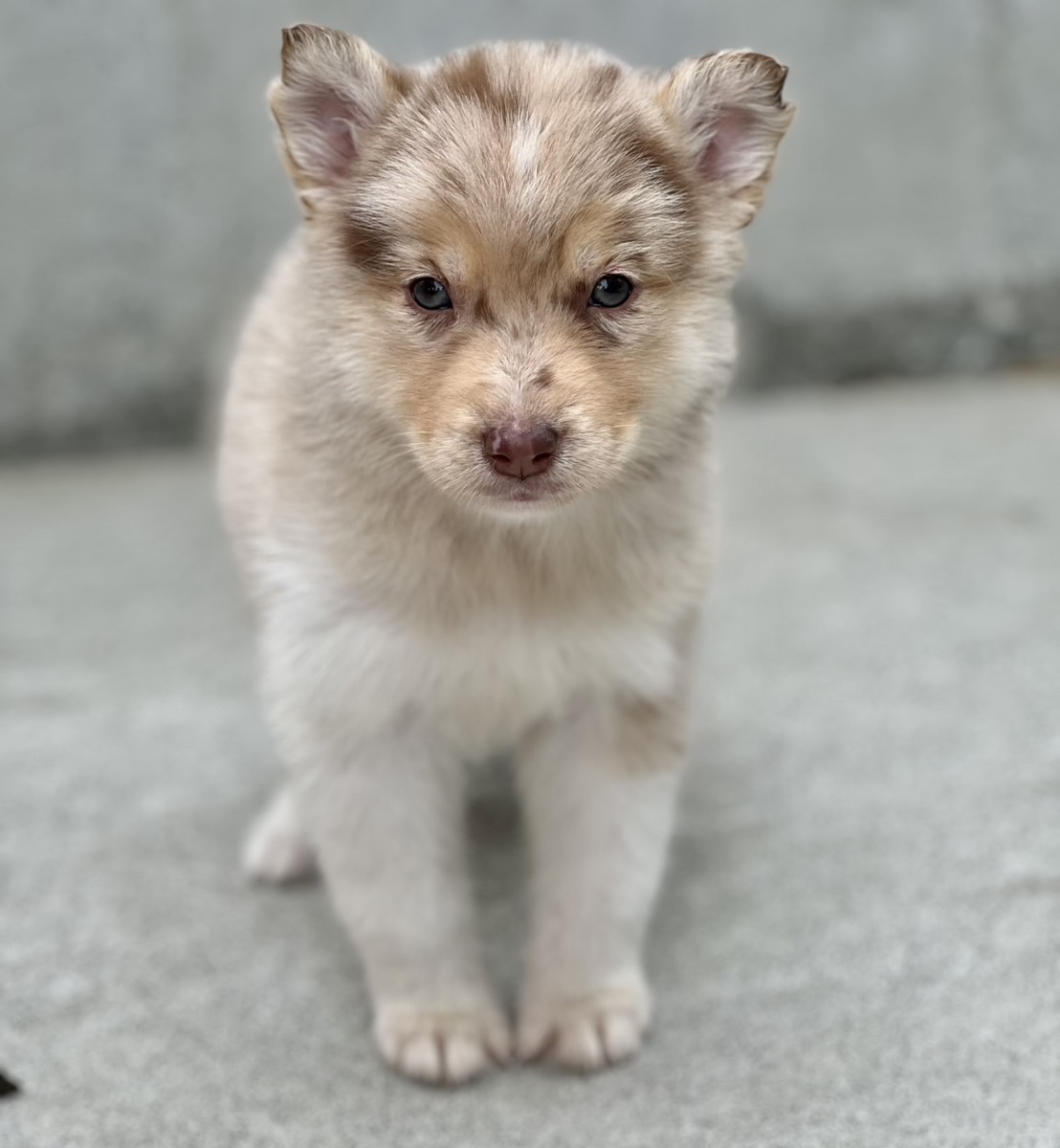 父犬 オーストラリアンシェパード 母犬 シベリアンハスキー (オゥスキー) レッドマール メス