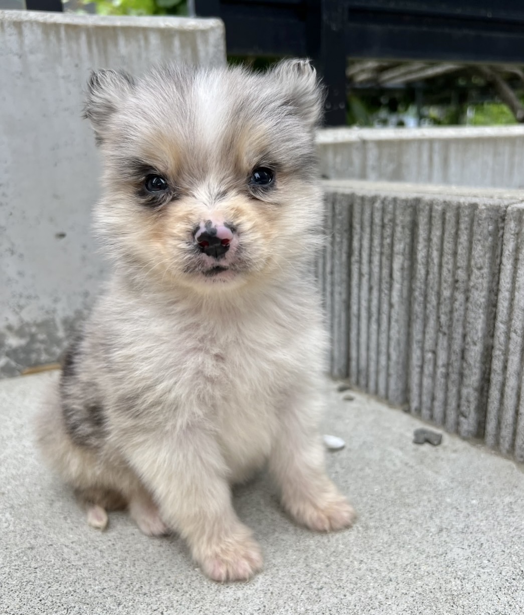 父犬 オーストラリアンシェパード母犬 シベリアンハスキー(オゥスキー) ブルーマール オス