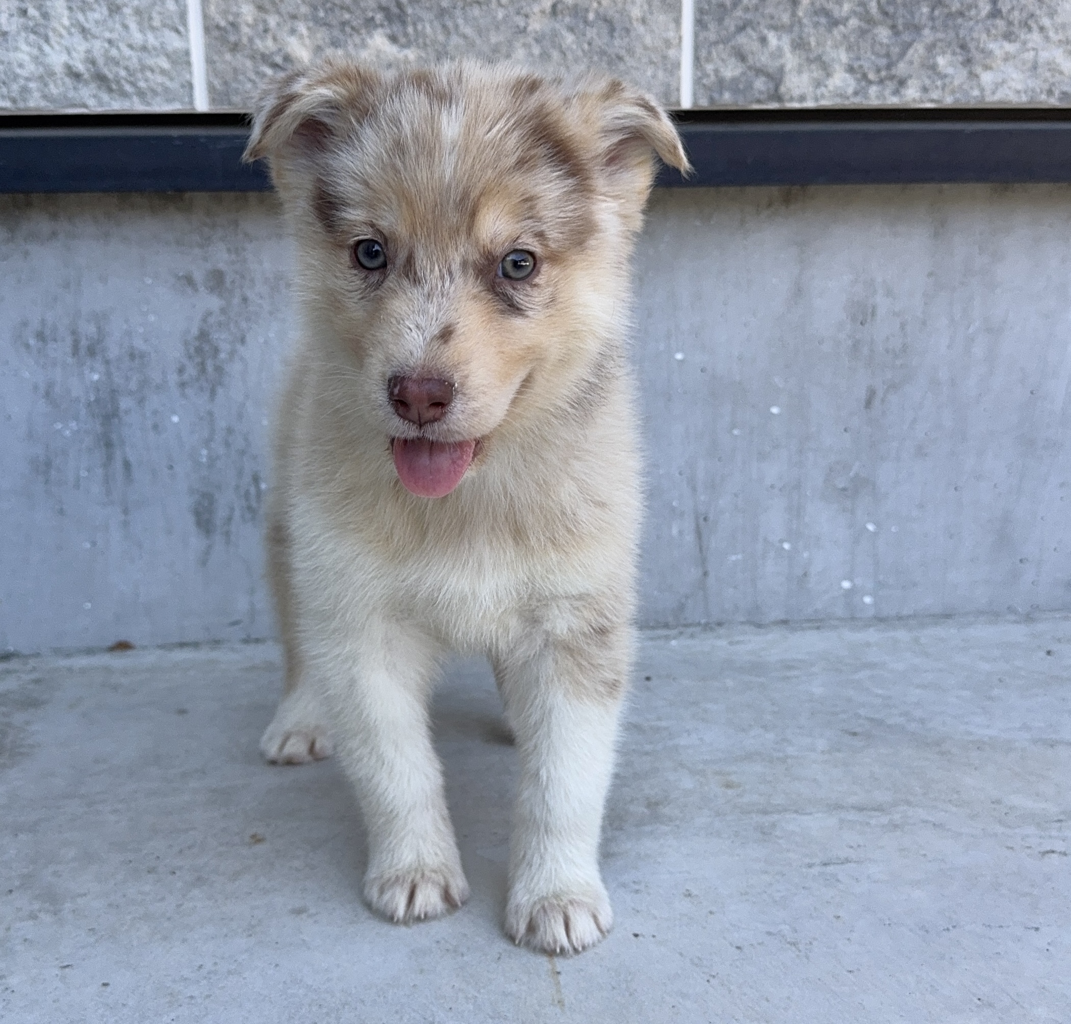 父犬 オーストラリアンシェパード 母犬 シベリアンハスキー (オゥスキー) レッドマール メス