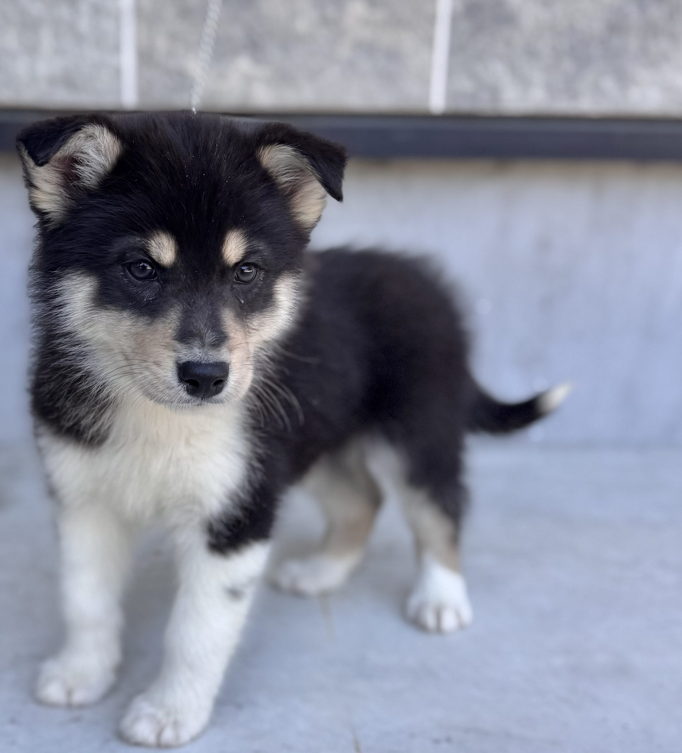 父犬 オーストラリアンシェパード 母犬 シベリアンハスキー(オゥスキー) ブラックタン＆ホワイト オス