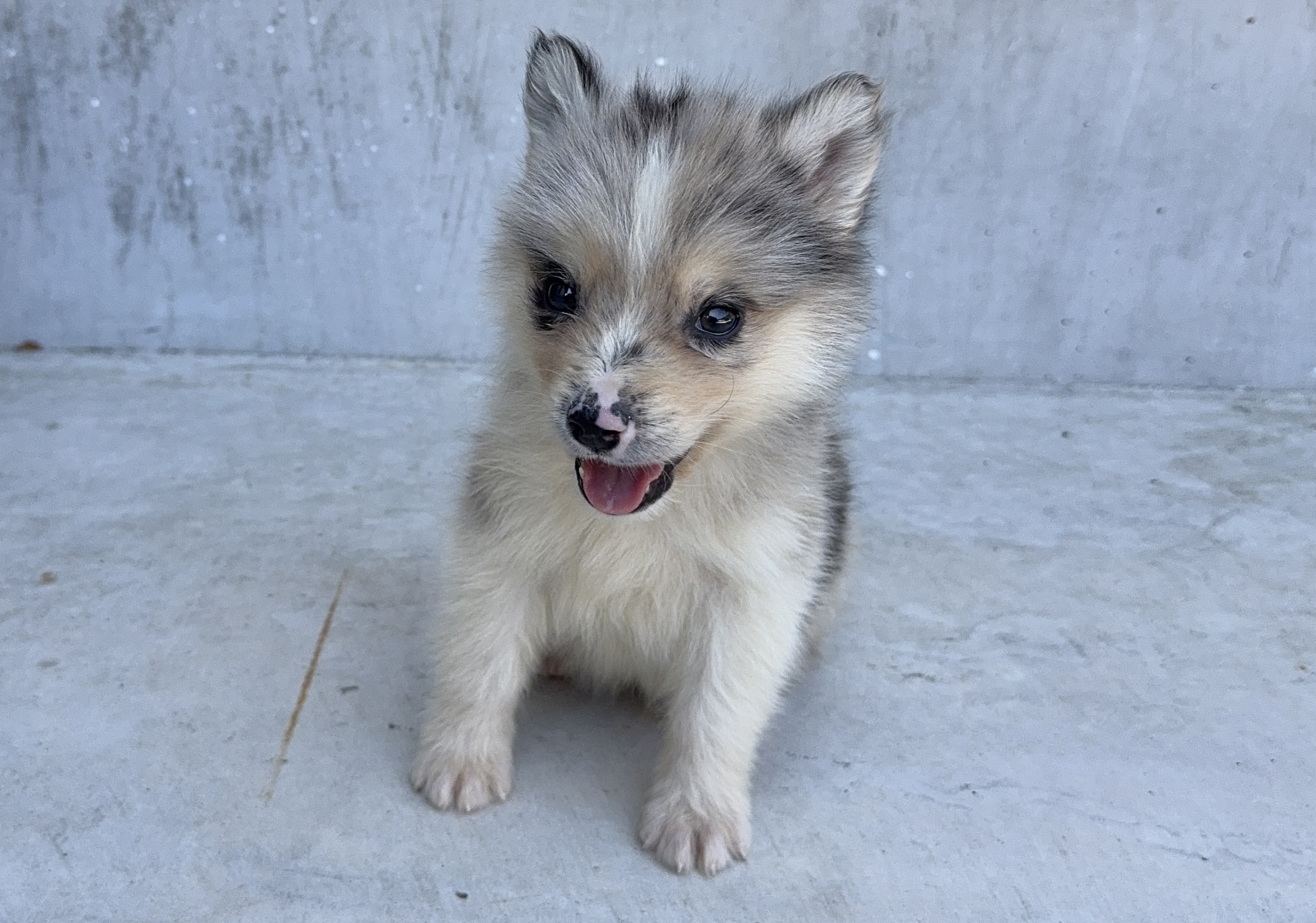 父犬 オーストラリアンシェパード母犬 シベリアンハスキー(オゥスキー) ブルーマール オス