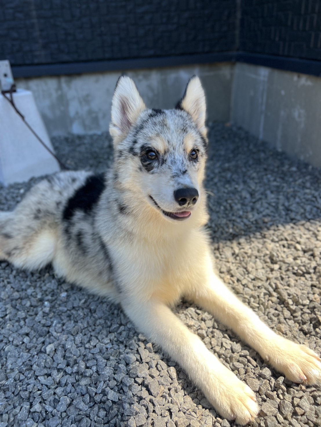 父犬 オーストラリアンシェパード母犬 シベリアンハスキー(オゥスキー) ブルーマール オス