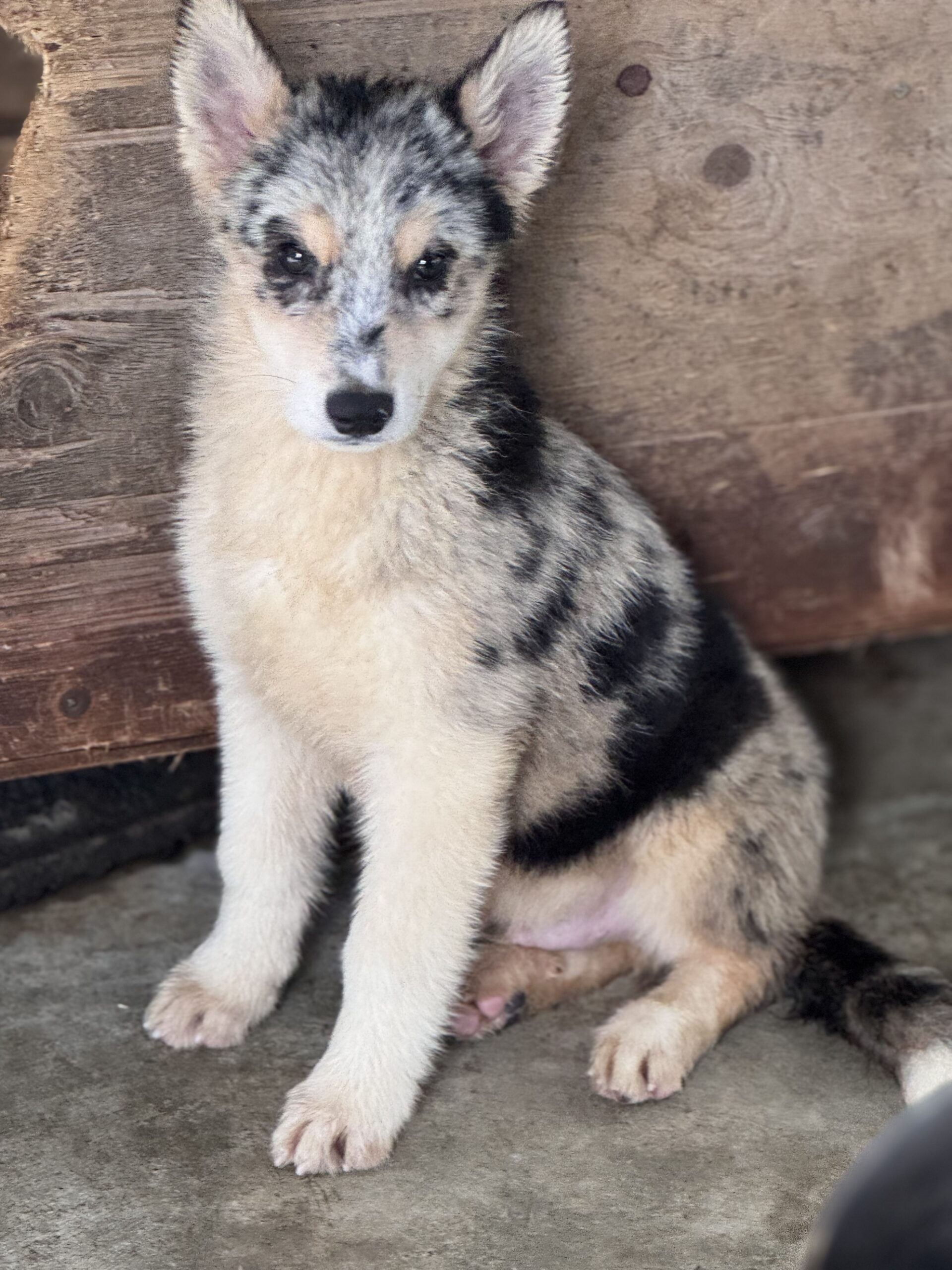 父犬 オーストラリアンシェパード母犬 シベリアンハスキー(オゥスキー) ブルーマール オス