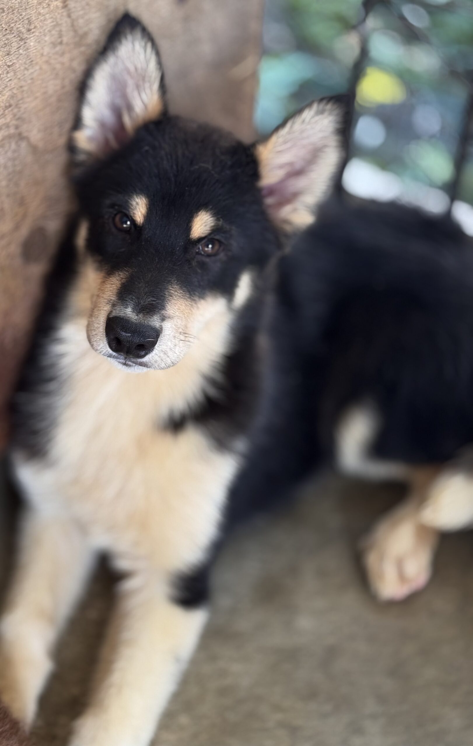 父犬 オーストラリアンシェパード 母犬 シベリアンハスキー(オゥスキー) ブラックタン＆ホワイト オス