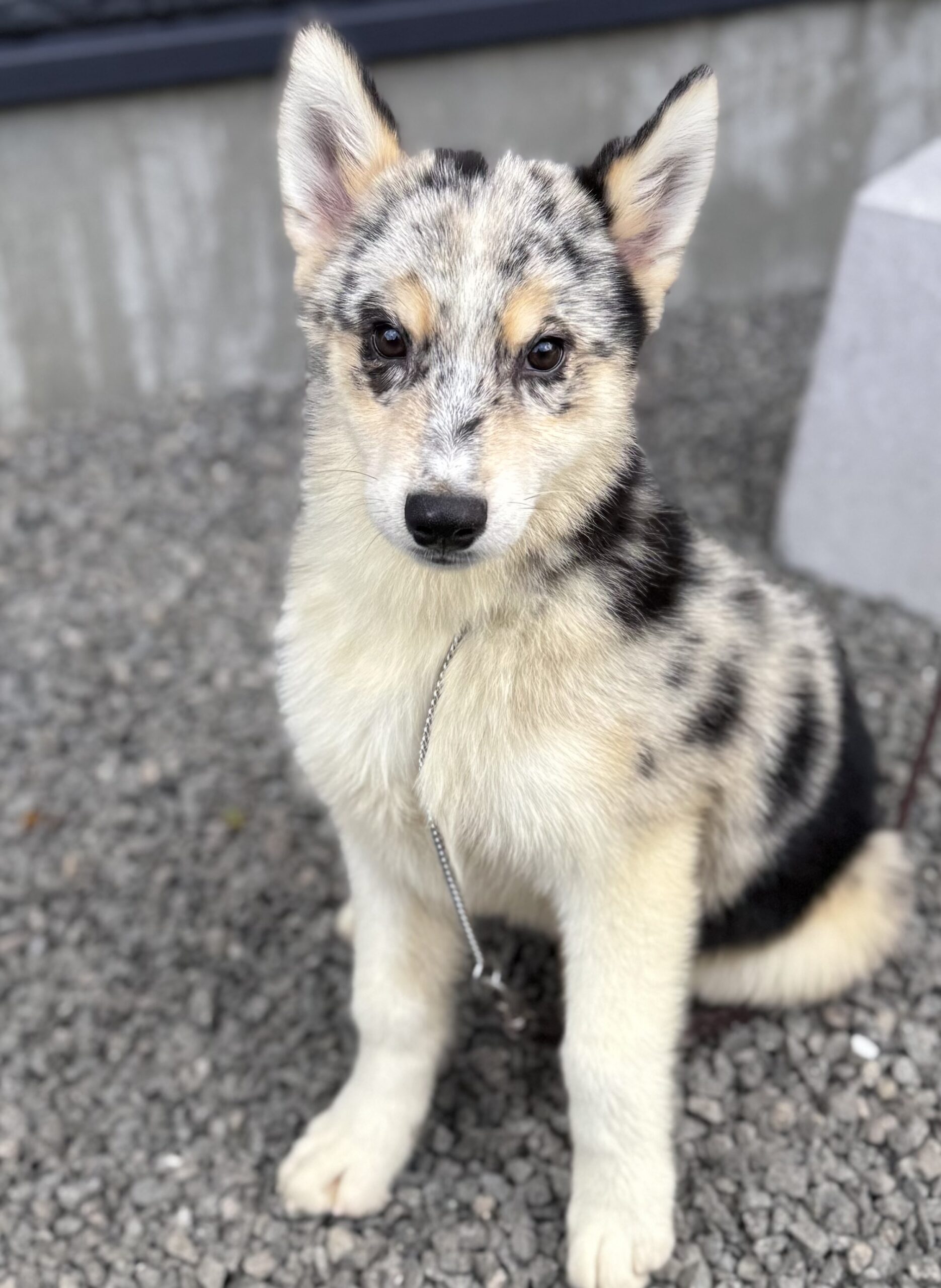 父犬 オーストラリアンシェパード母犬 シベリアンハスキー(オゥスキー) ブルーマール オス