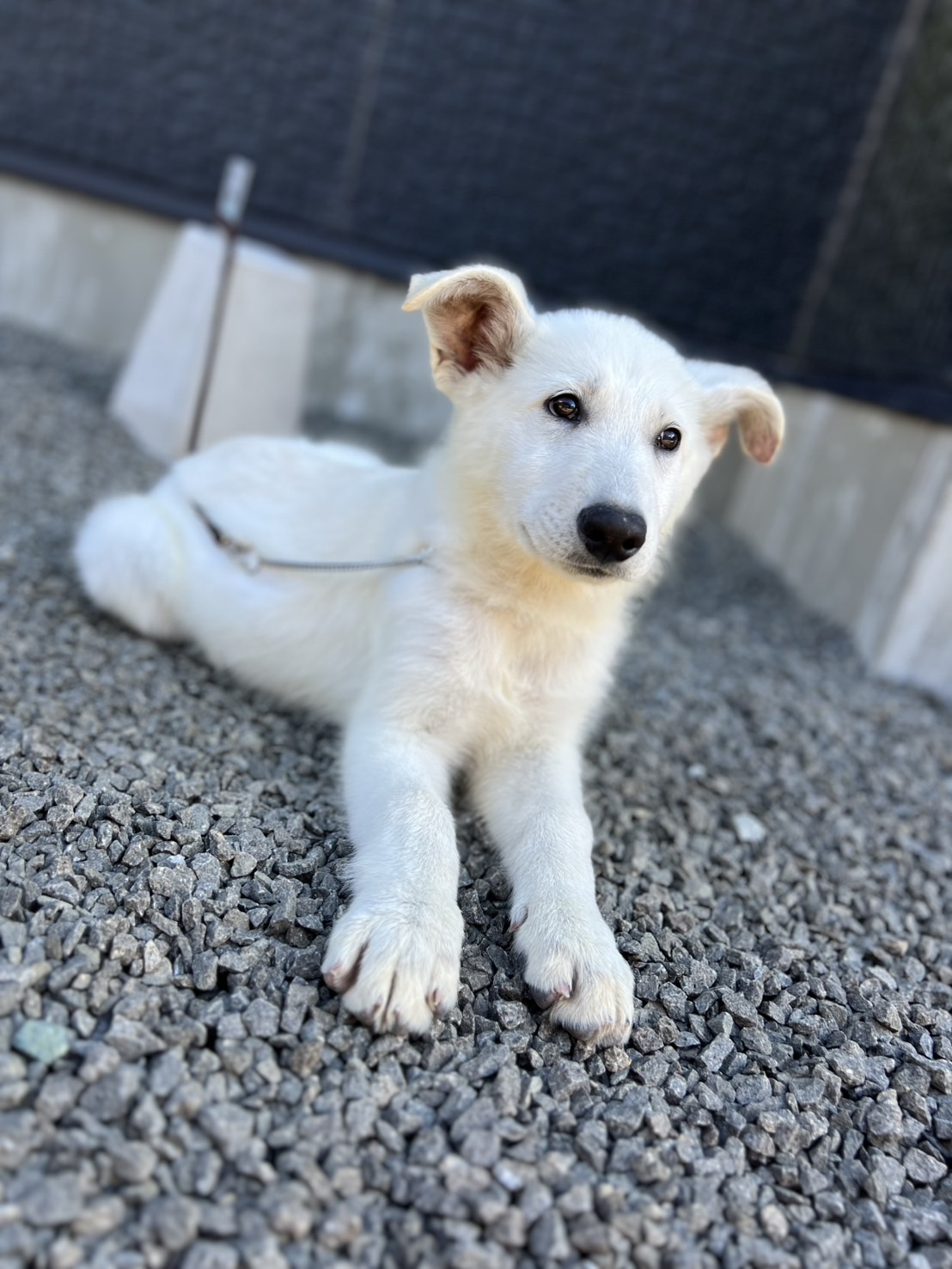 ホワイトシェパード 黄色リボン