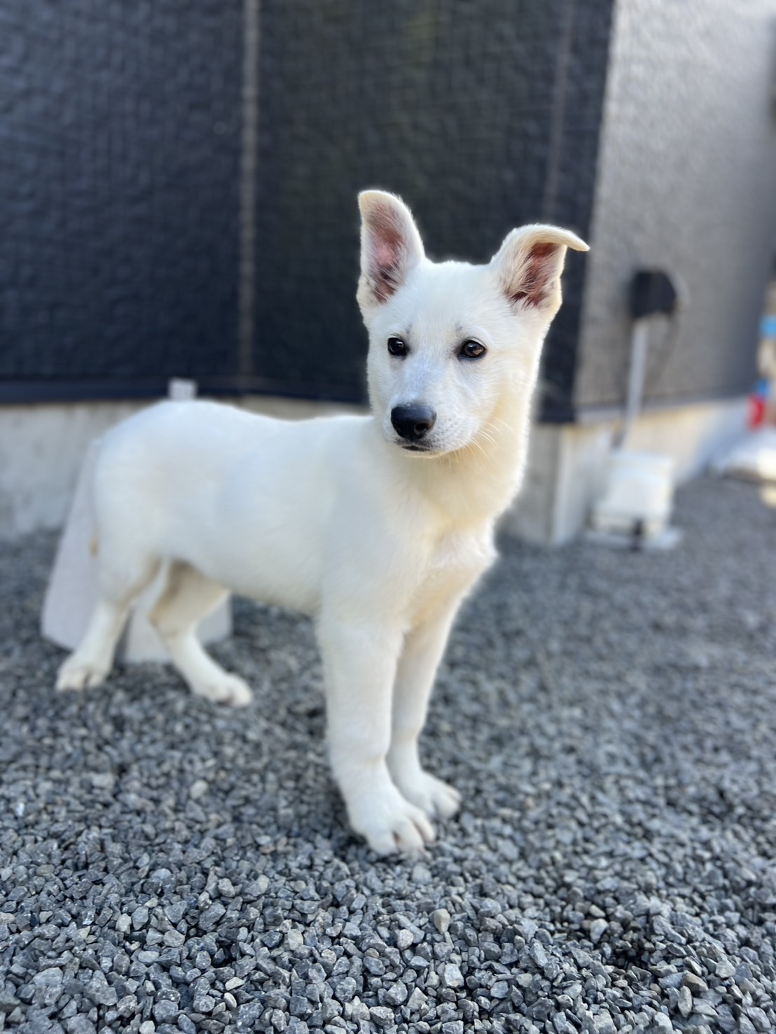 ホワイトシェパード ピンクリボン