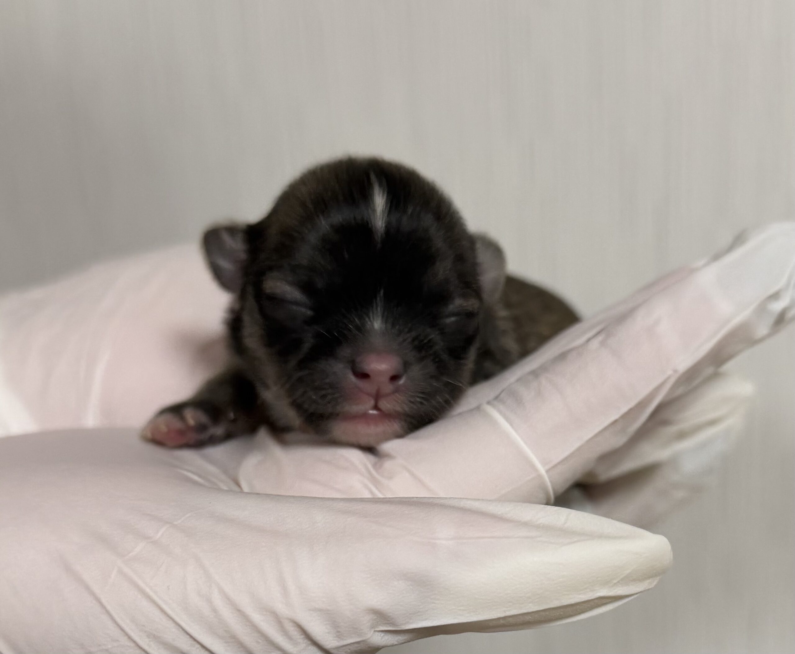 ロングコートチワワ　フォーン(カラー変更あり)