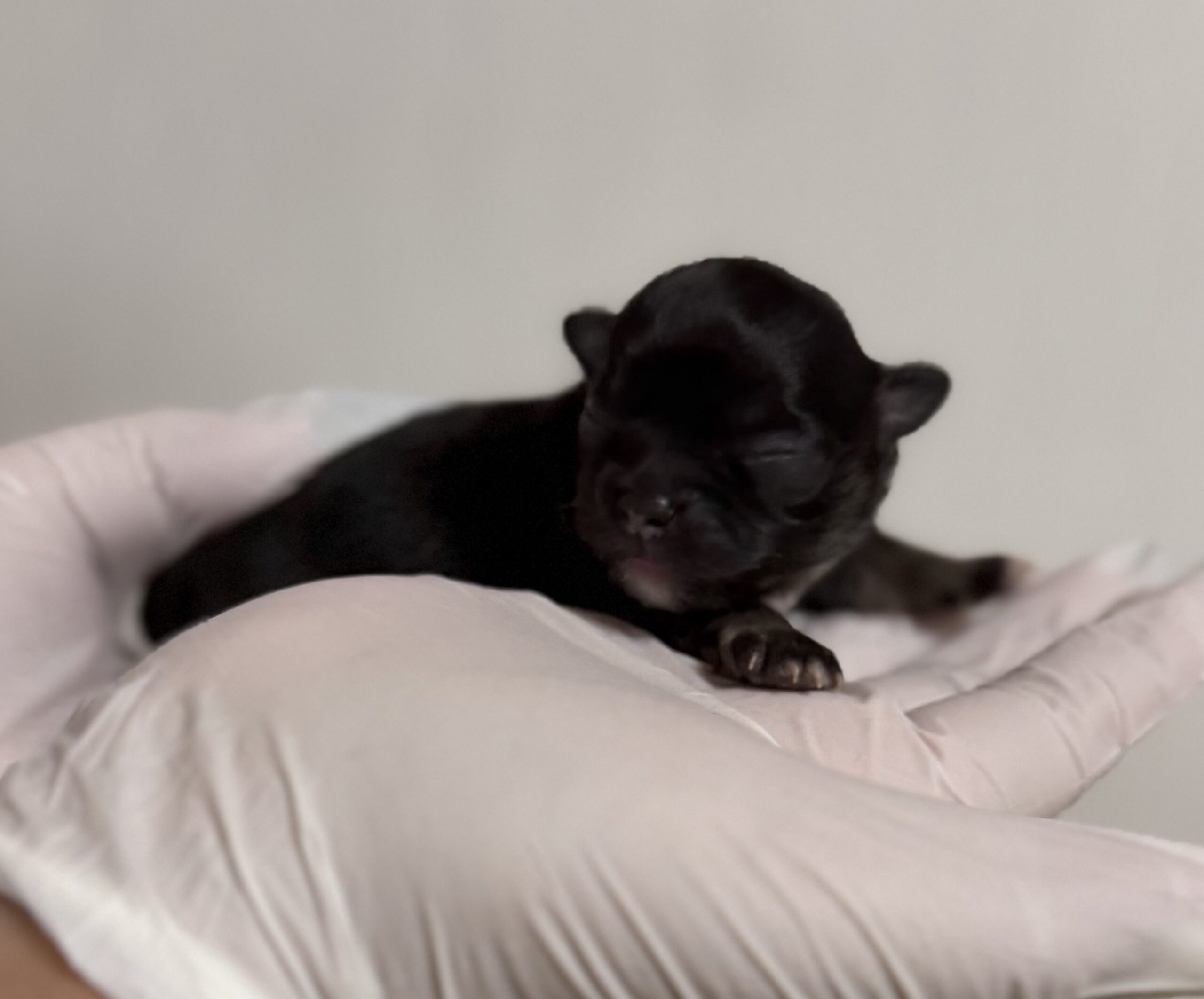 ロングコートチワワ　ブラックタン