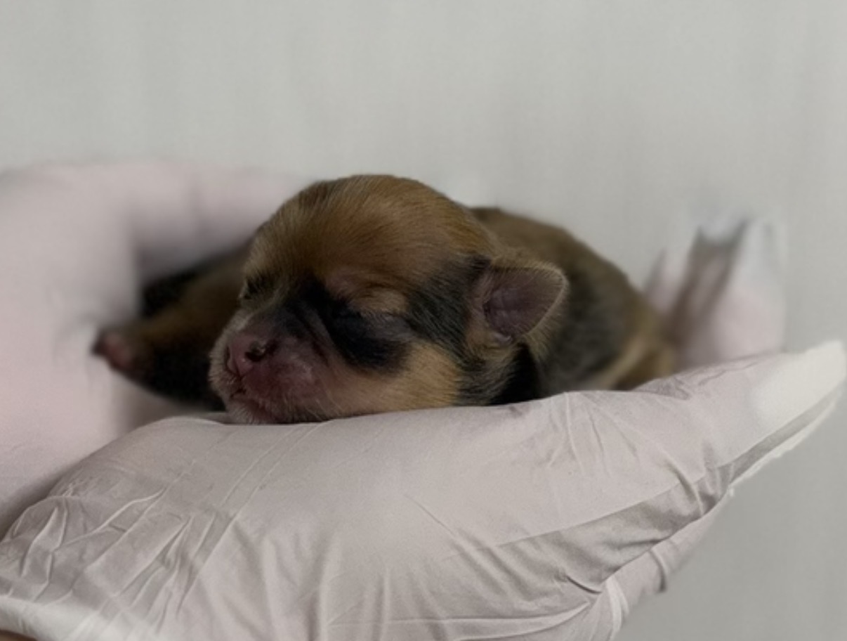 ロングコートチワワ　レッド(カラー変更あり)