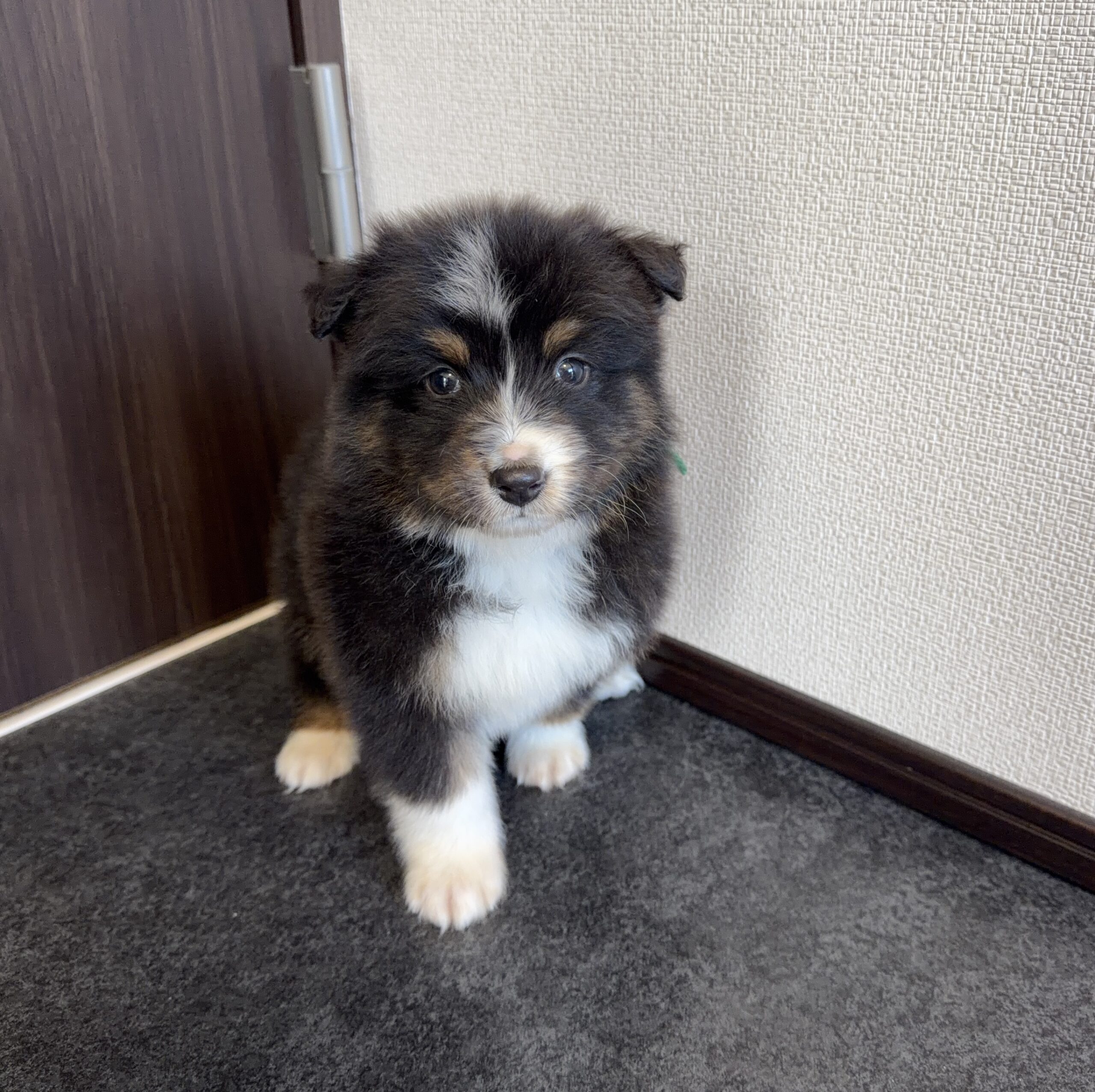 オーストラリアンシェパードブラックトライ オス 緑リボン