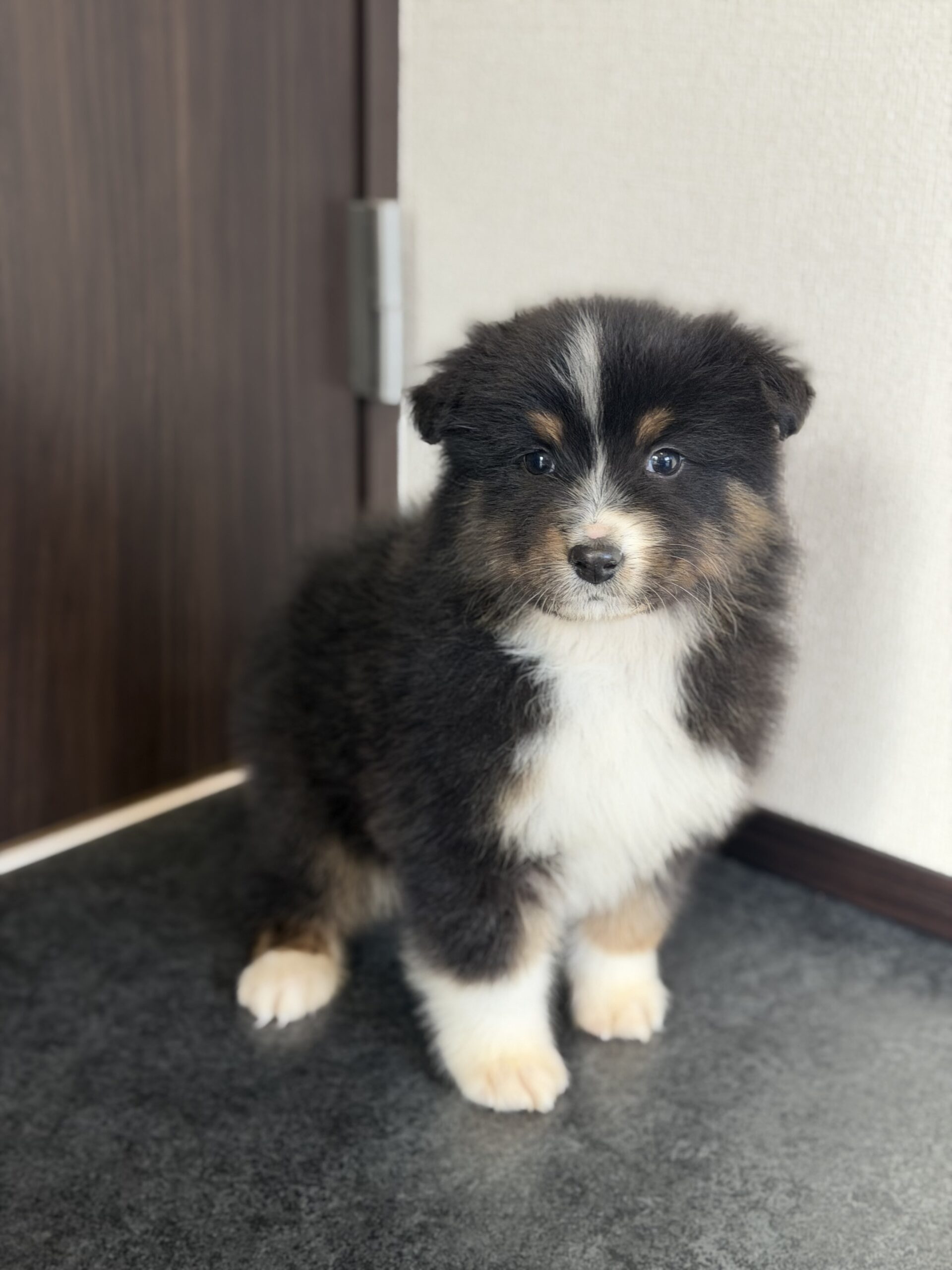 オーストラリアンシェパードブラックトライ オス 緑リボン