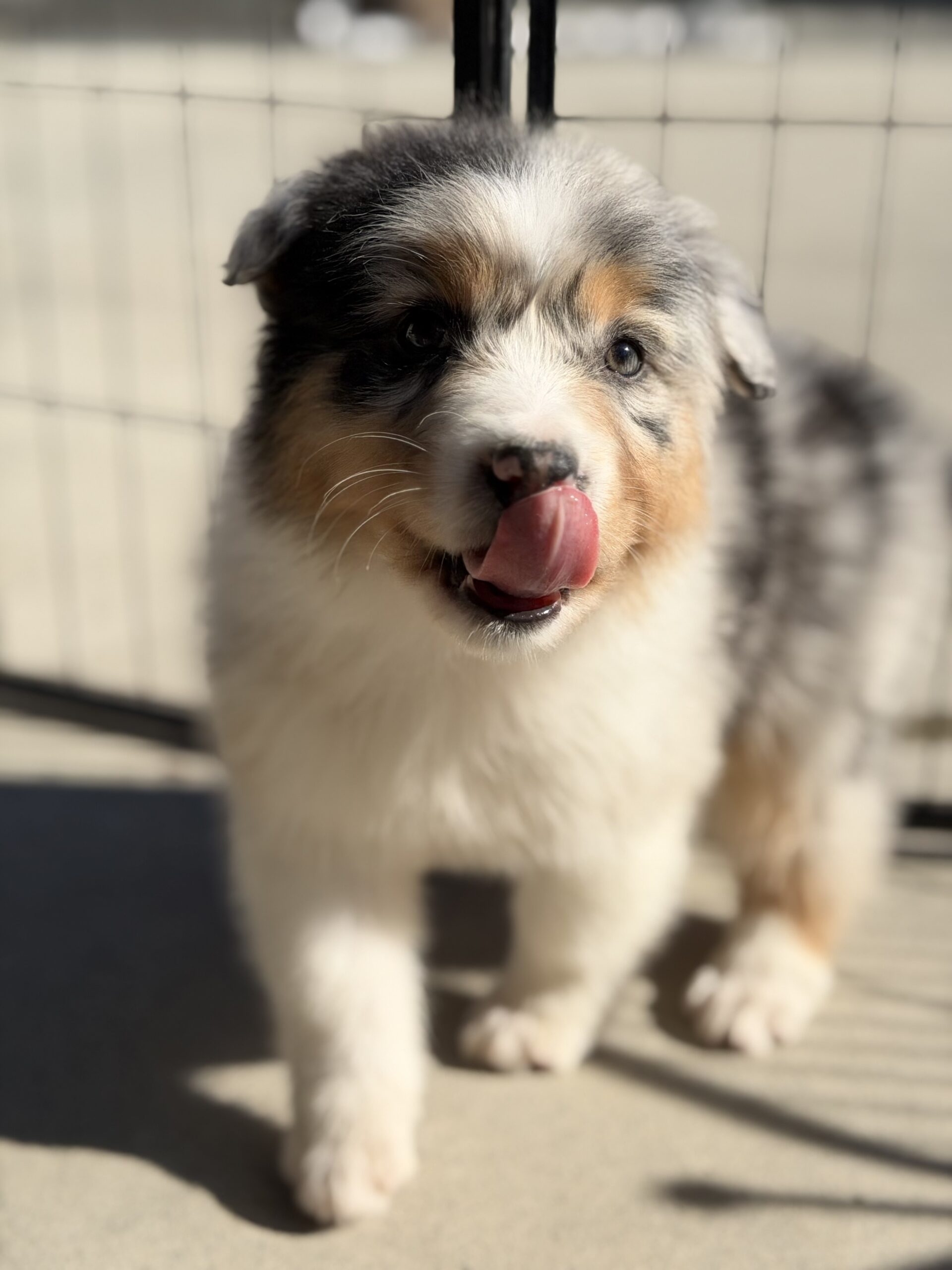 オーストラリアンシェパード ブルーマール メス