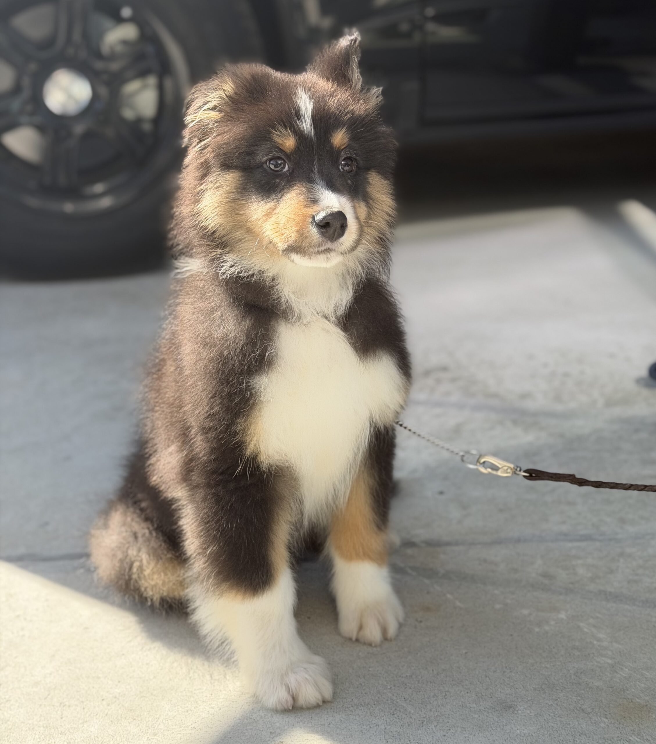 オーストラリアンシェパードブラックトライ オス 緑リボン