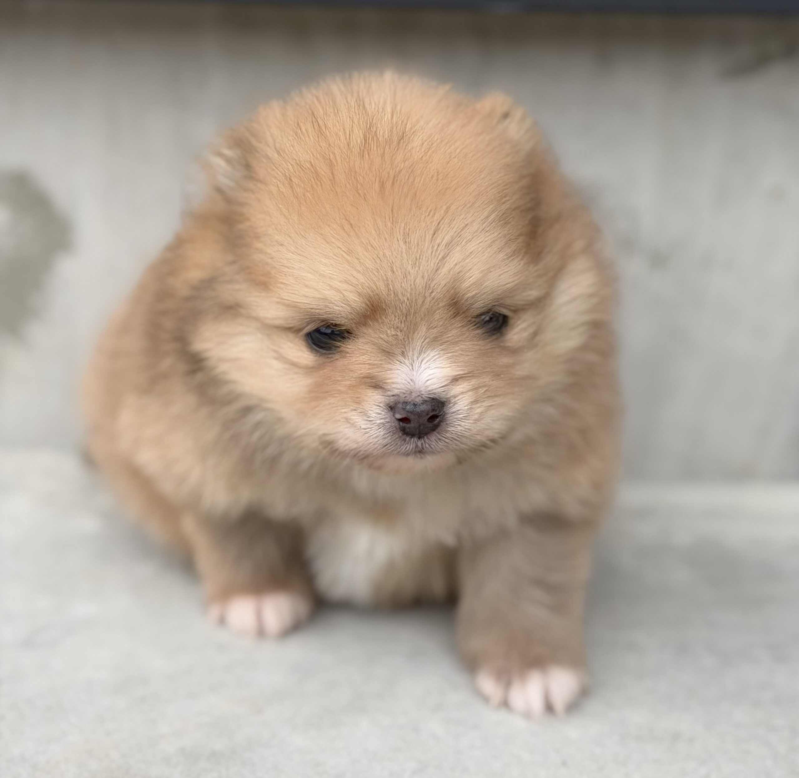 ポメラニアン　オレンジ