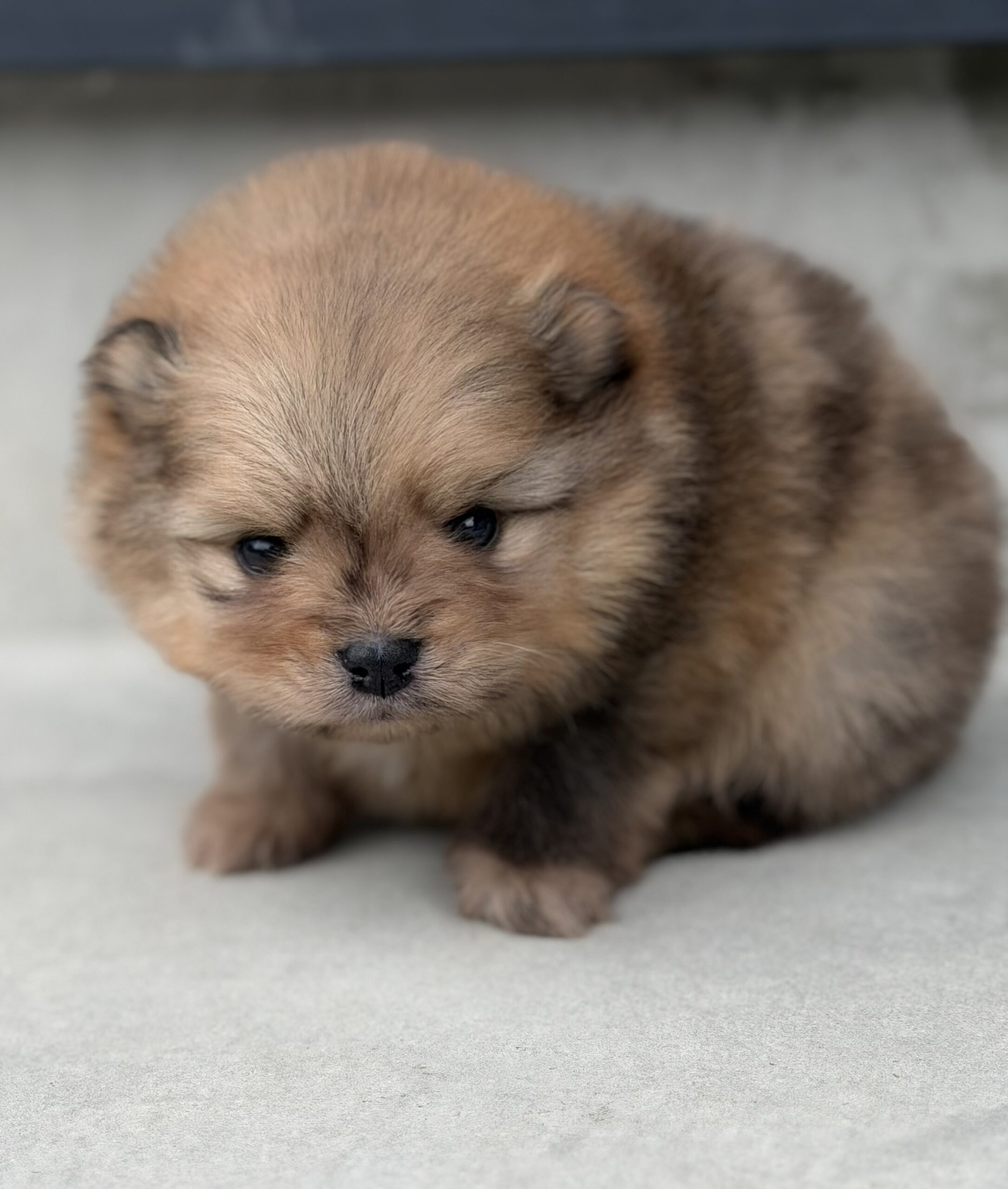 ポメラニアン　オレンジマール