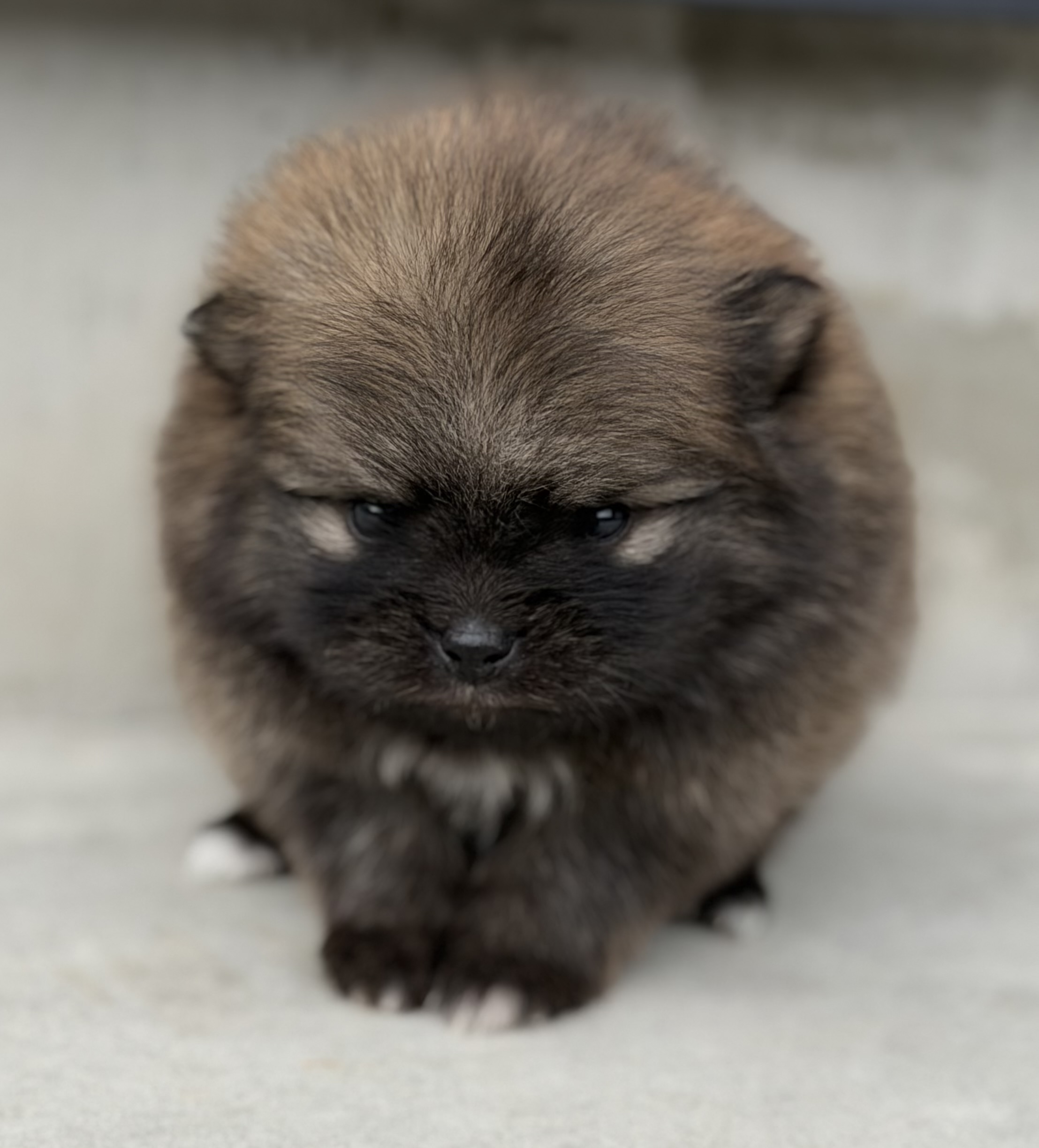 ポメラニアン　オレンジセーブル　メス