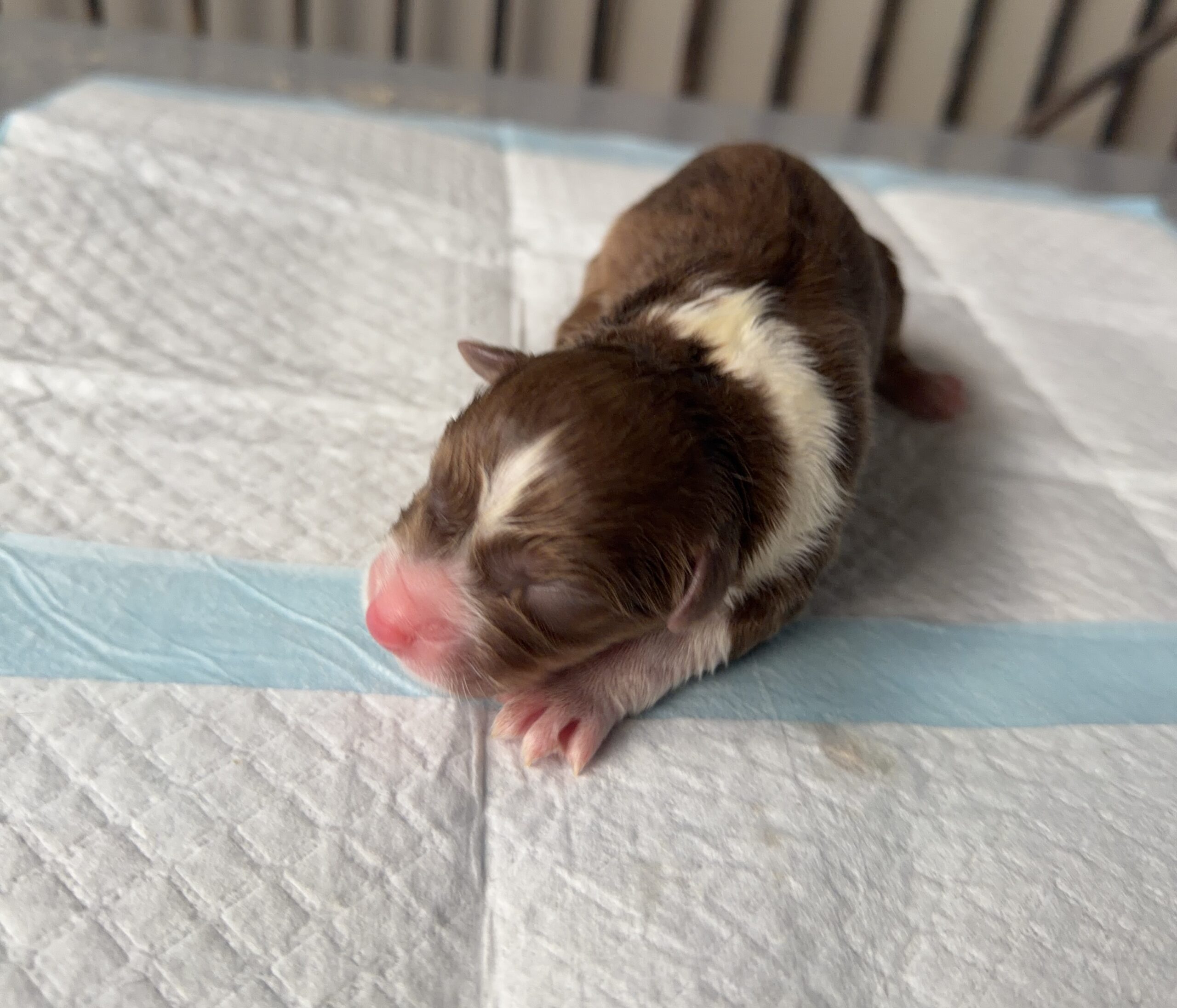 オーストラリアンシェパード レッドトライ オス 紫リボン