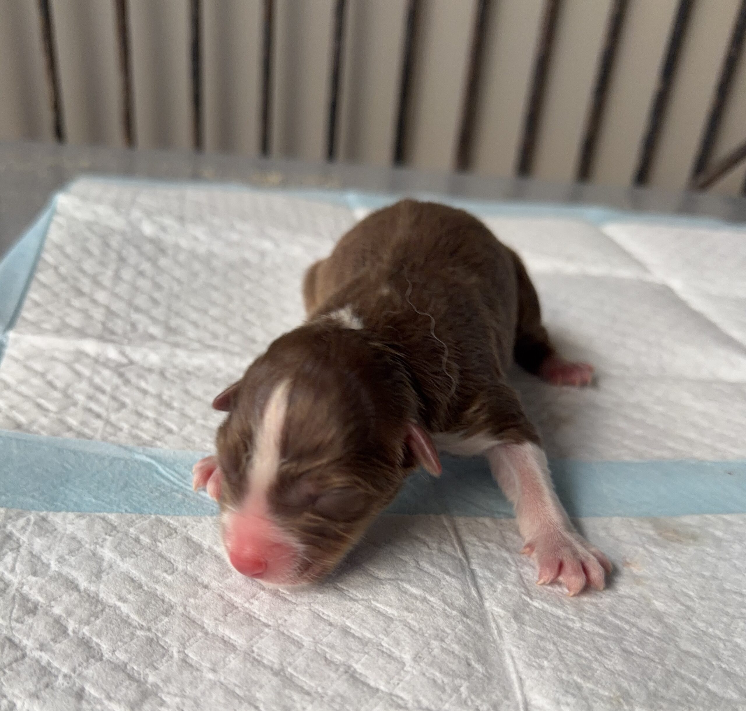 オーストラリアンシェパード レッドトライ メス オレンジリボン