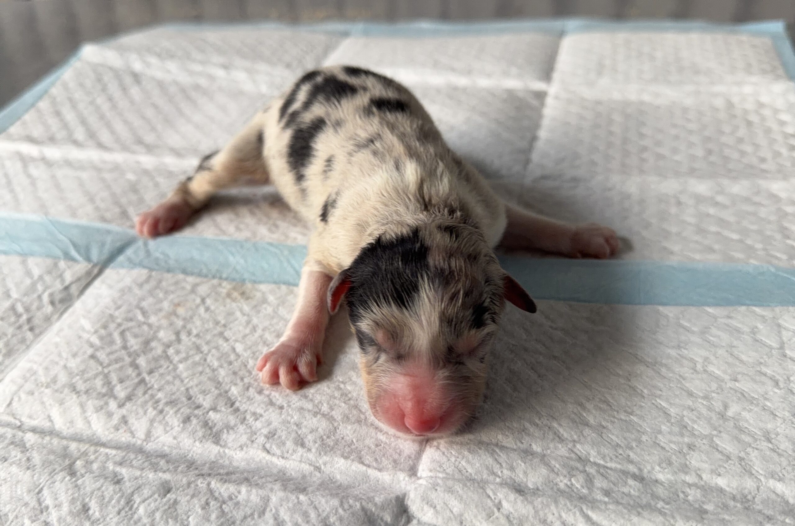 オーストラリアンシェパード ブルーマール メス