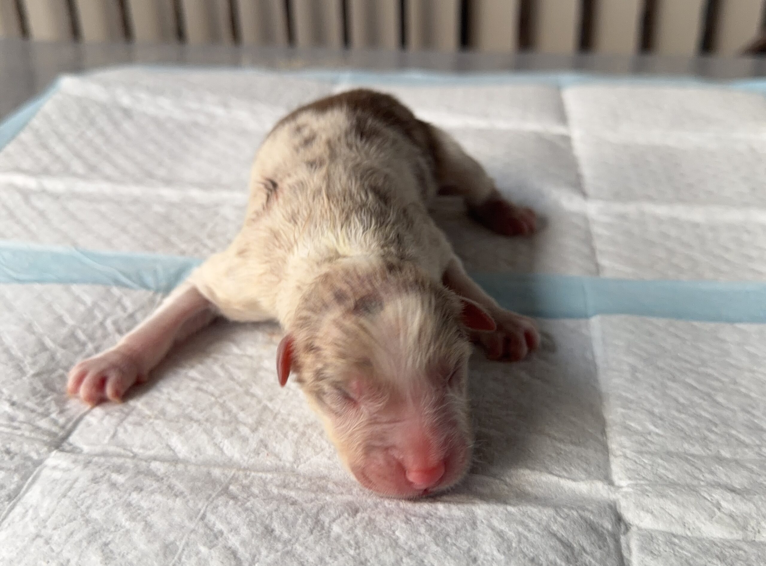 オーストラリアンシェパード レッドマール オス