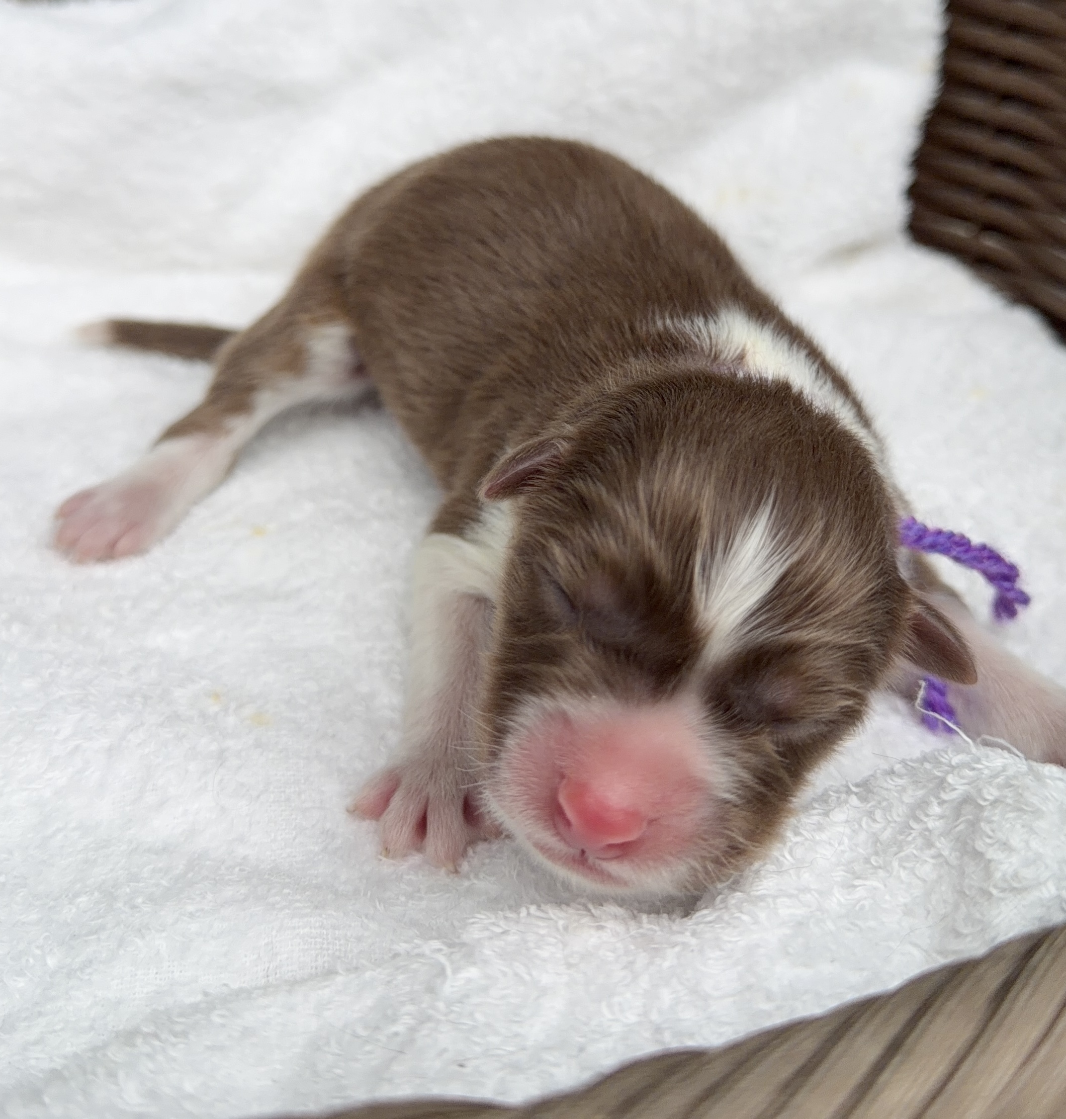 オーストラリアンシェパード レッドトライ オス 紫リボン