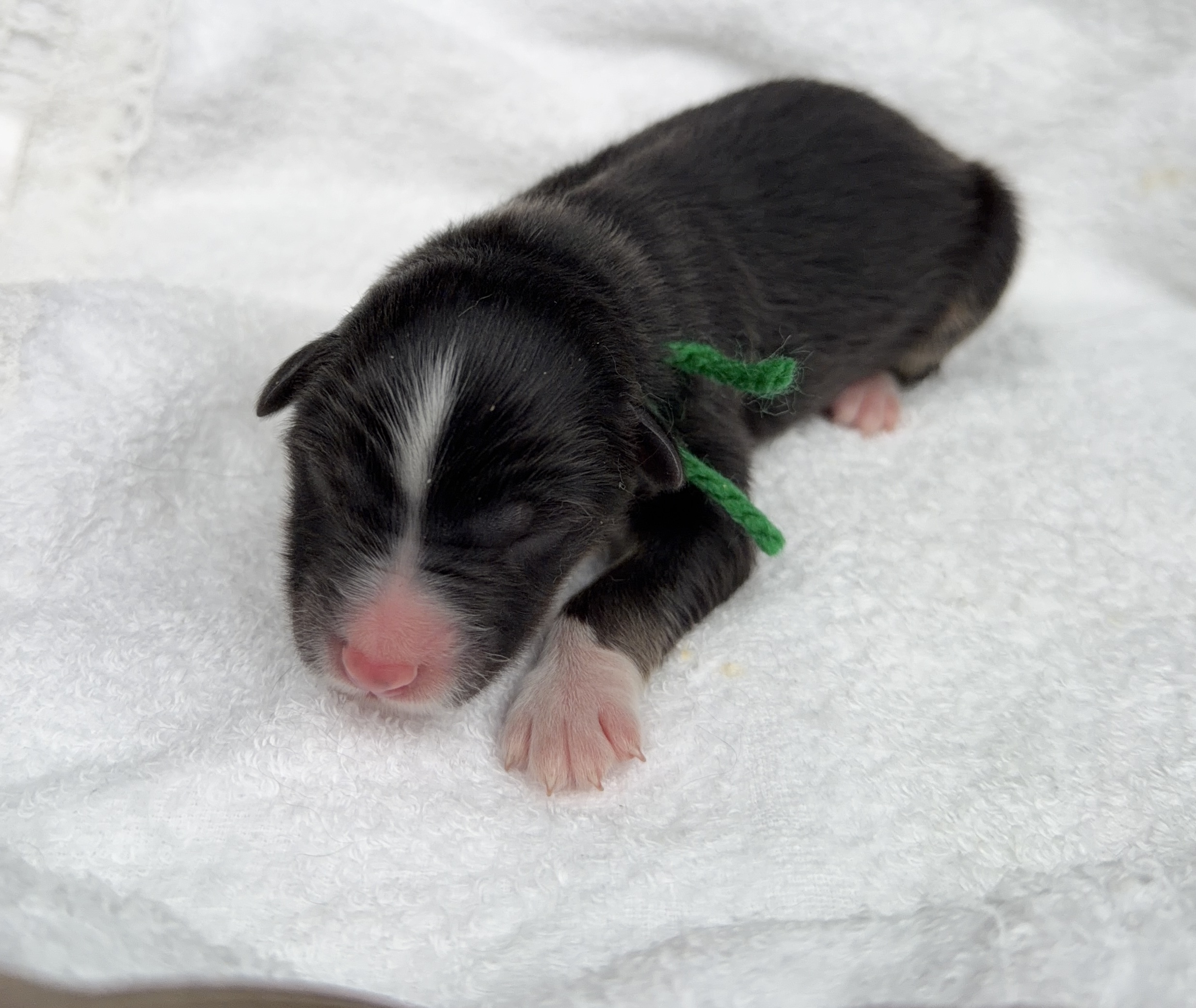 オーストラリアンシェパードブラックトライ オス 緑リボン