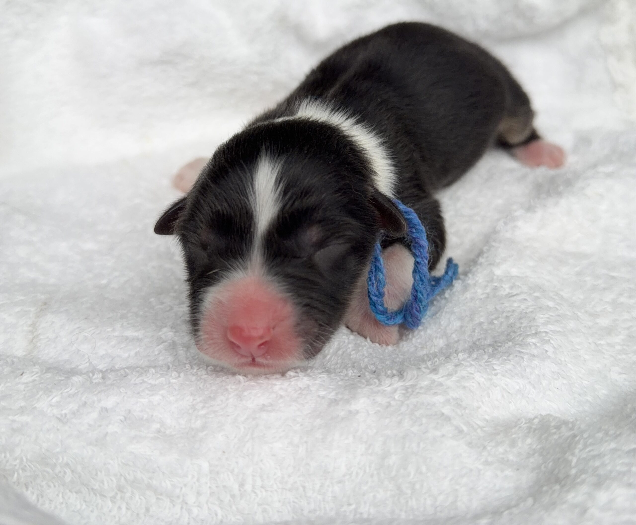 オーストラリアンシェパード ブラックトライ オス 青リボン